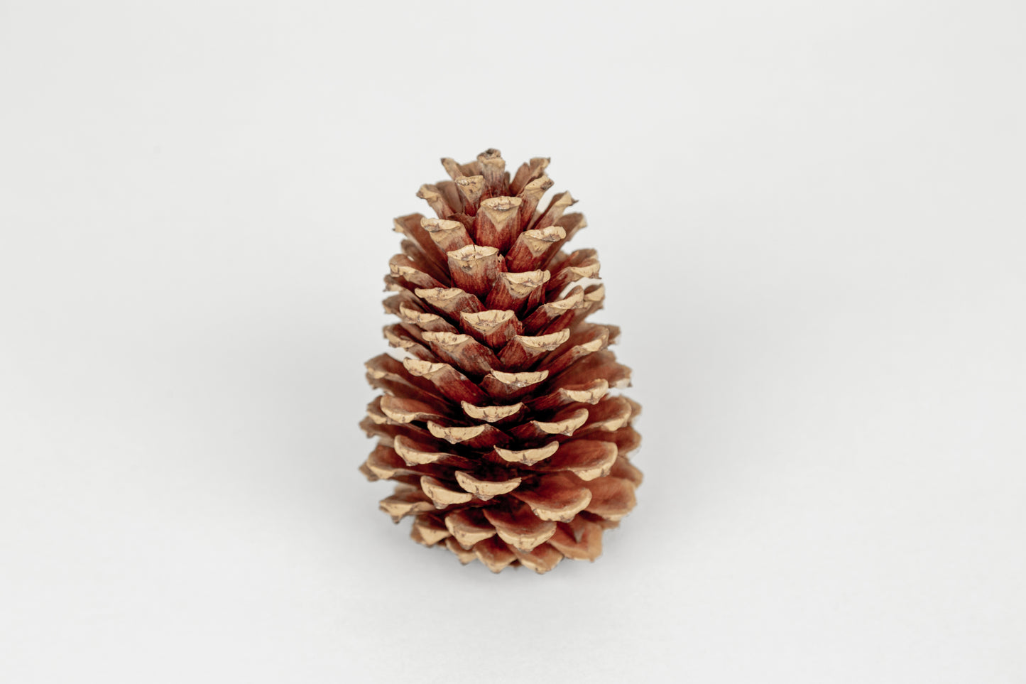 Loblolly Cones (3-4"), 100 Pcs