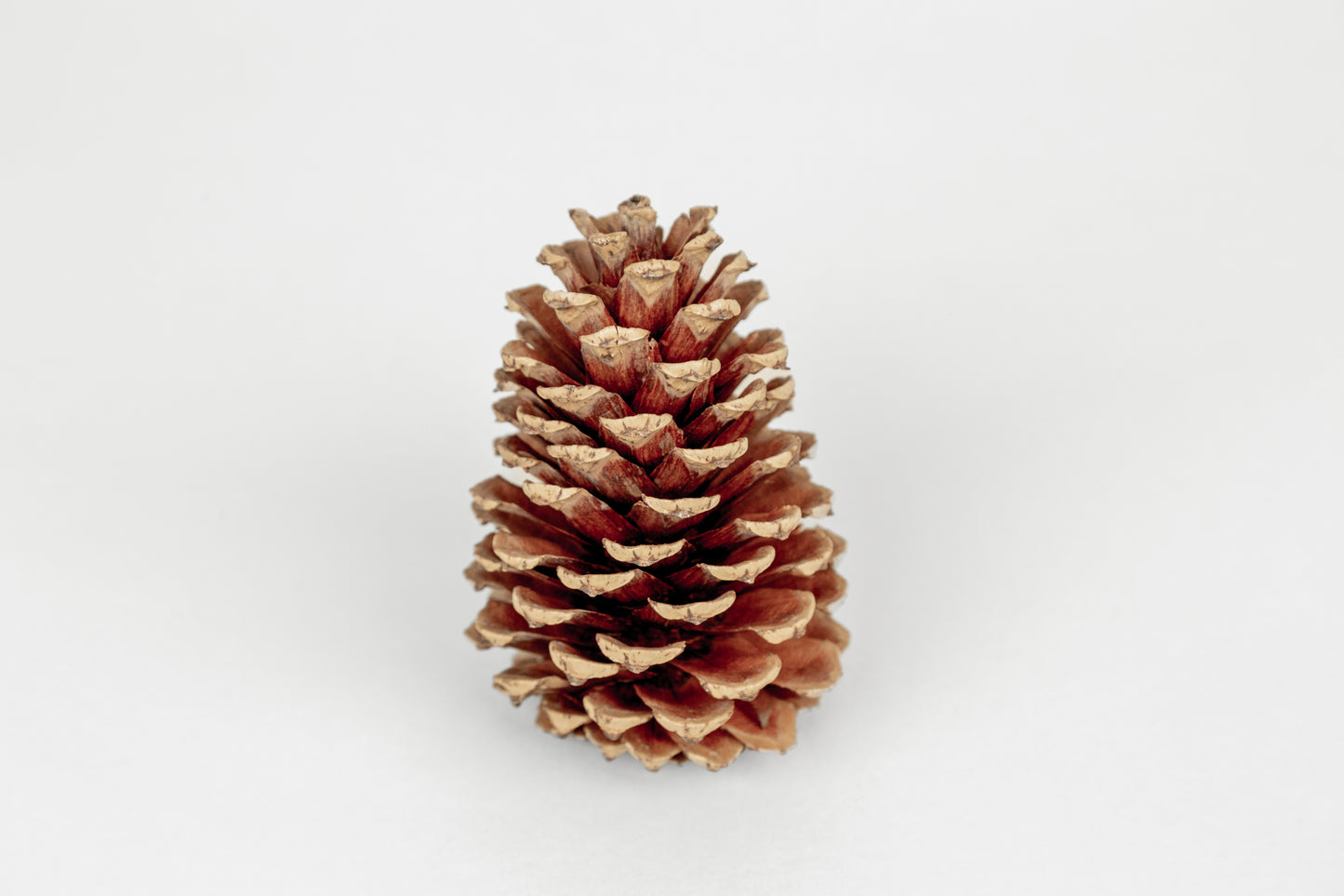 Loblolly Cones (3-4"), 100 Pcs