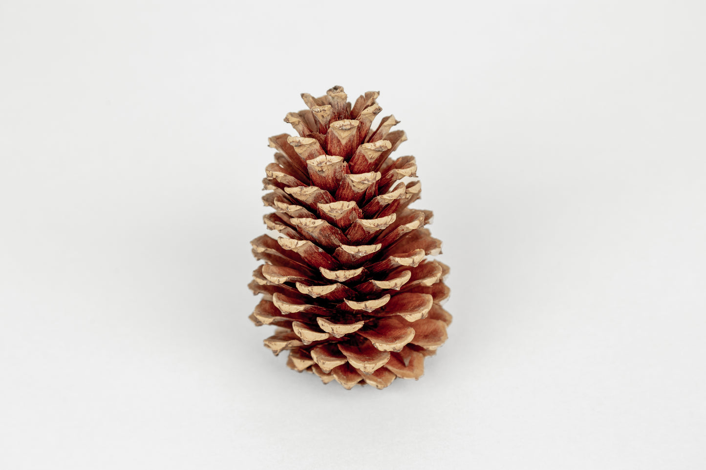 Natural Pine Cones - BULK