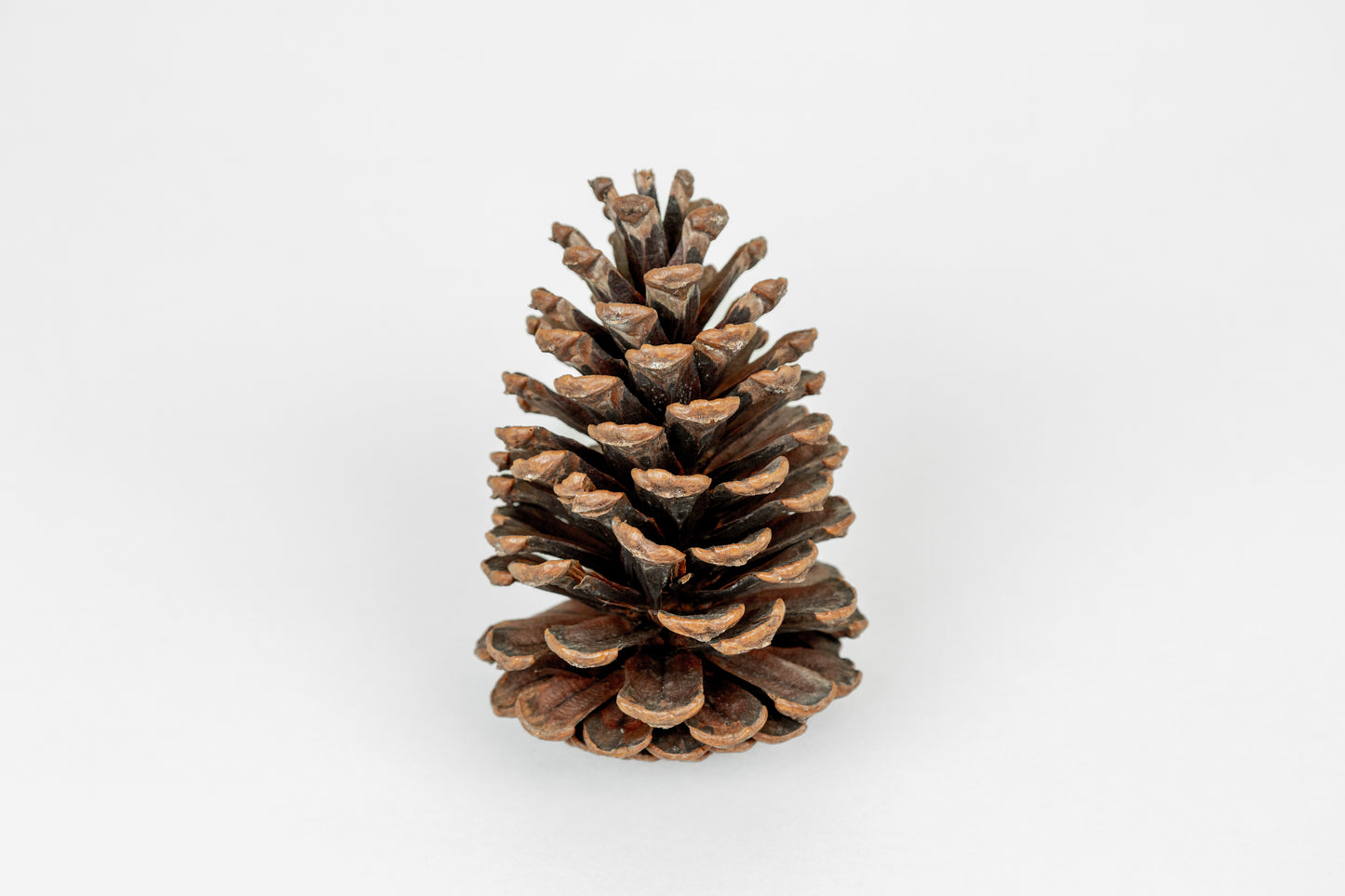 Slash Cones (4-6"), 100 Pcs - 18" Hyacinth Pick