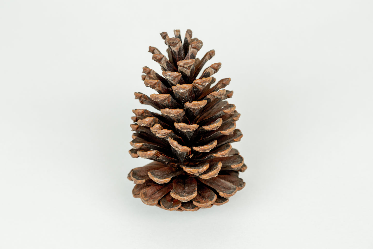 Slash Cones (4-6"), 100 Pcs - 18" Hyacinth Pick