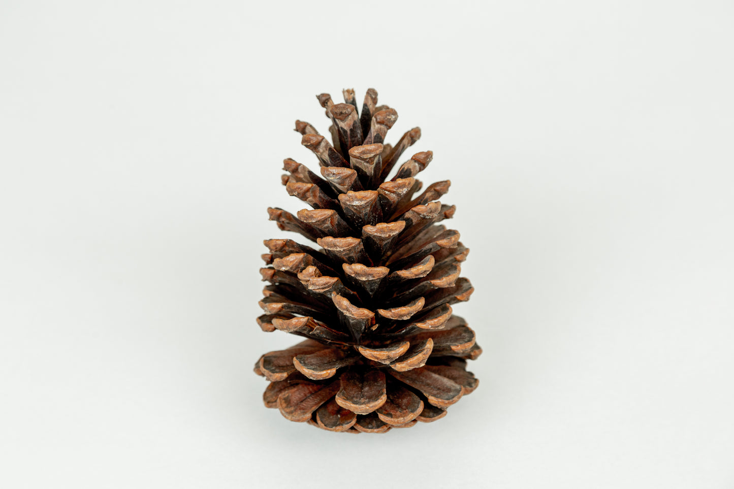 Natural Pine Cones - BULK