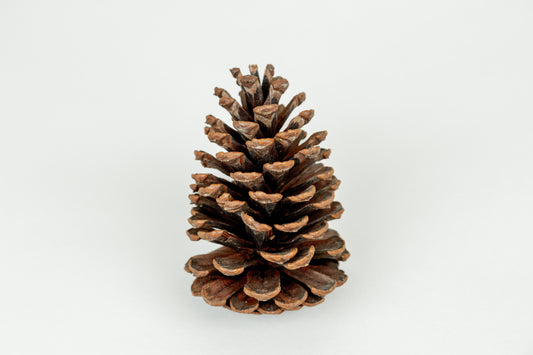 Natural Pine Cones - BULK