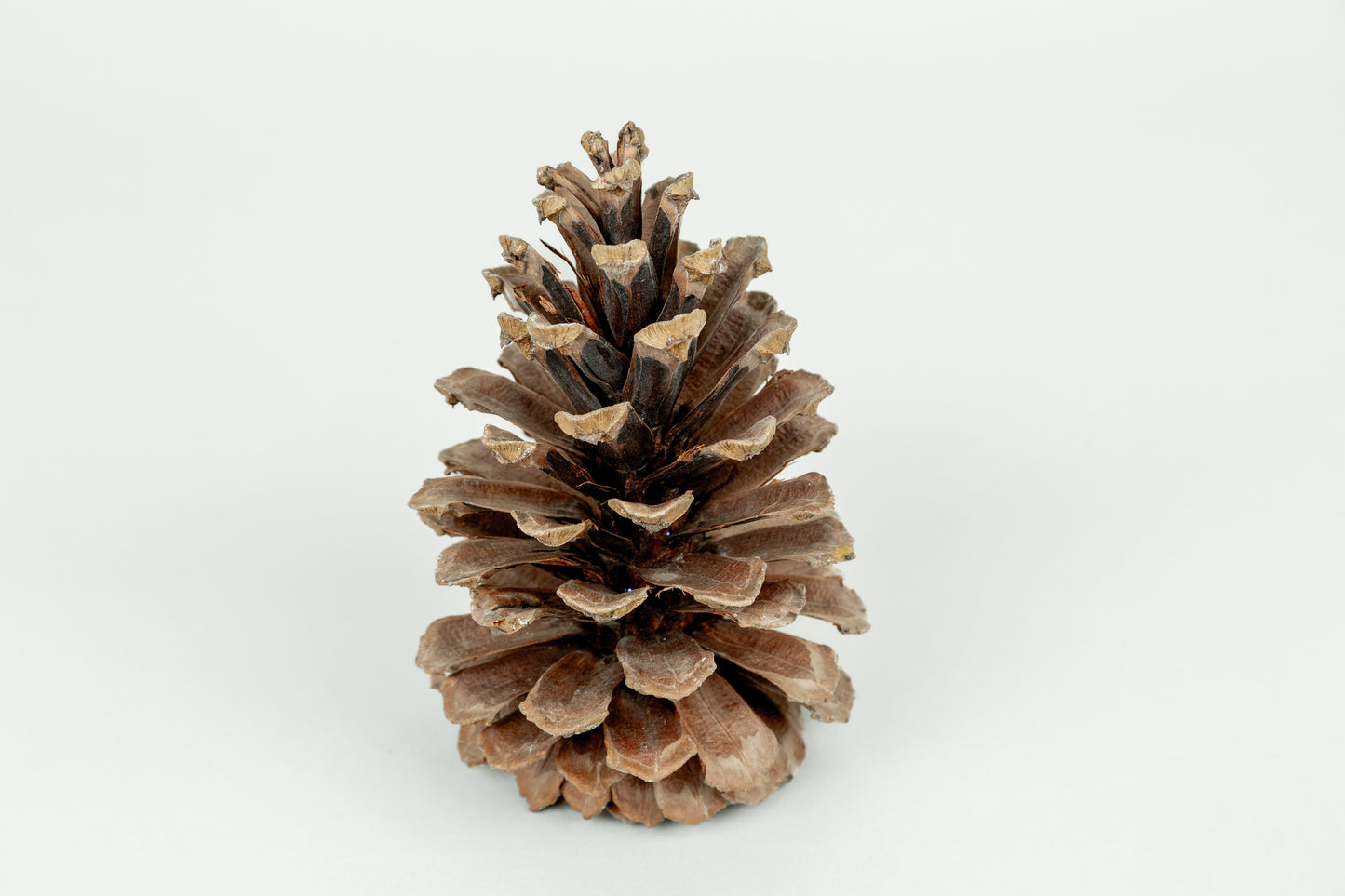 Natural Pine Cones - BULK