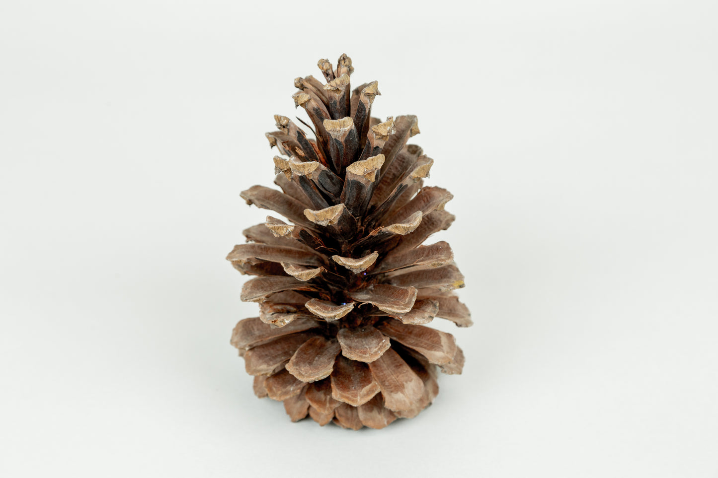 Long Leaf Cones (6-8"), 100 Pcs