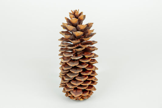 Sugar Cones (9-12"), 25 Pcs