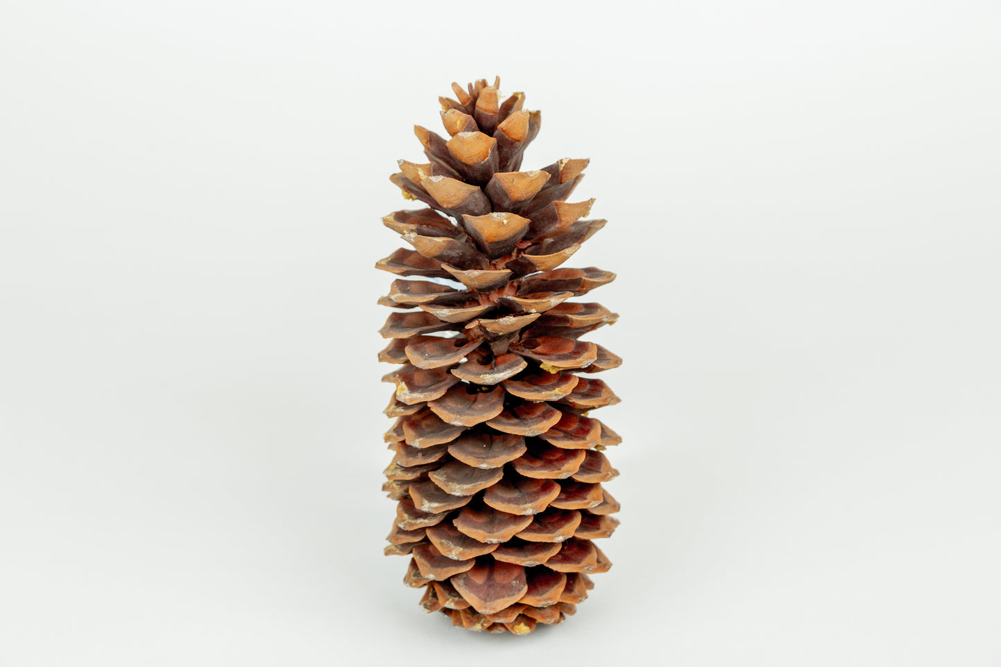 Natural Pine Cones - BULK