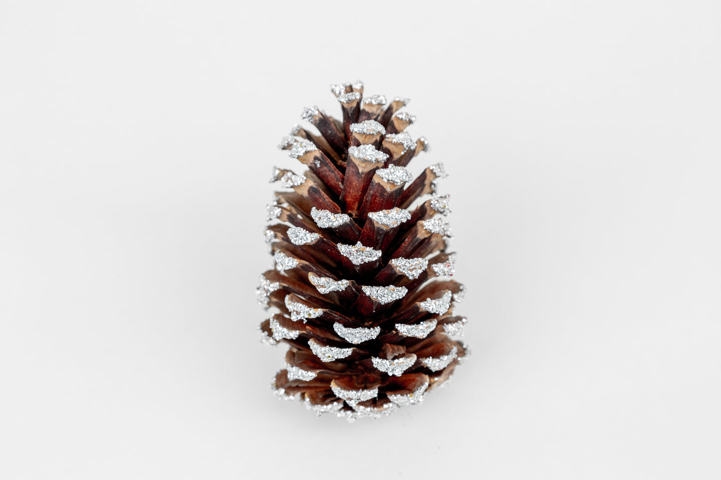 Loblolly Cones (3-4"), 100 Pcs