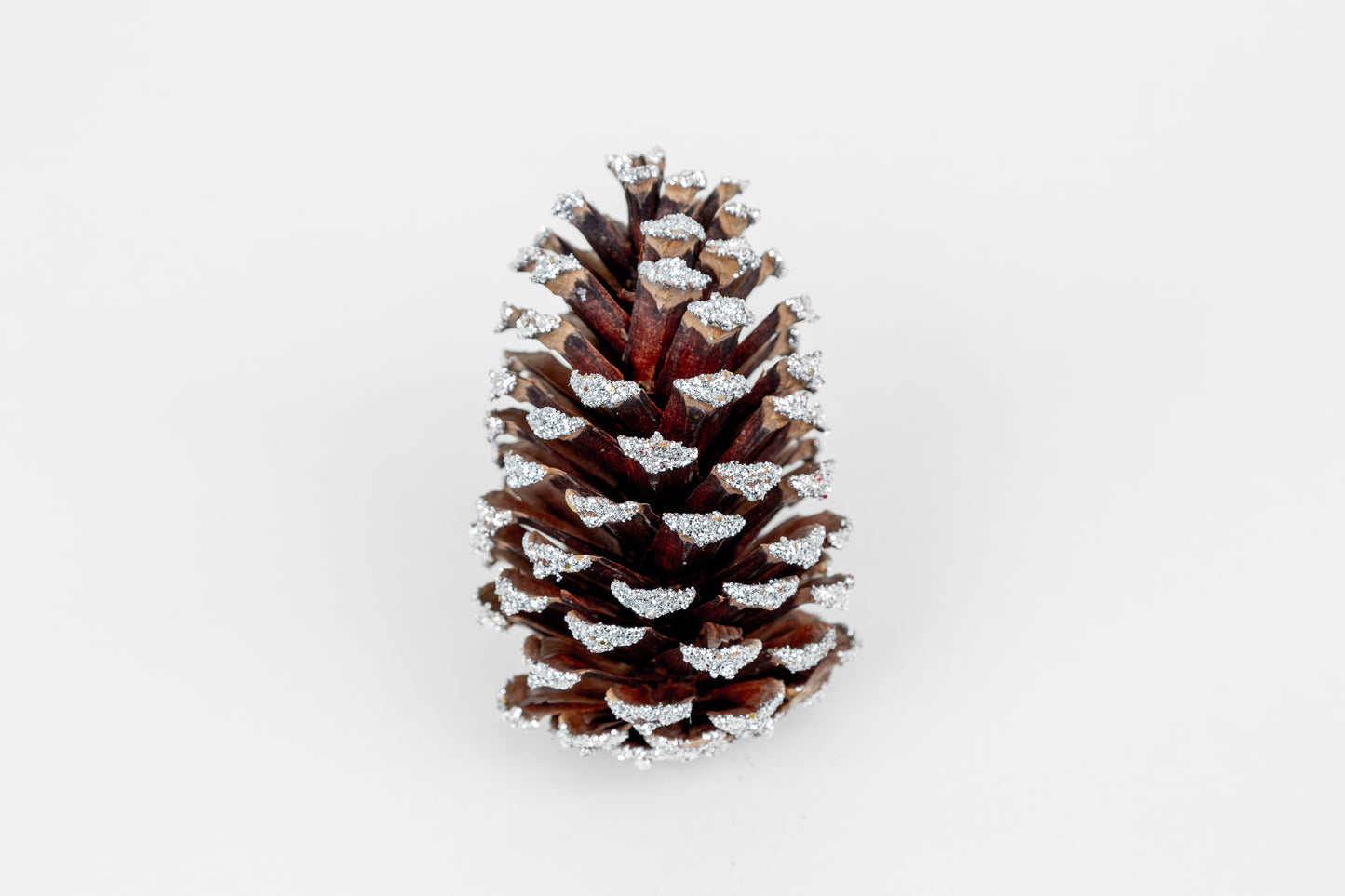 Loblolly Cones (3-4"), 100 Pcs
