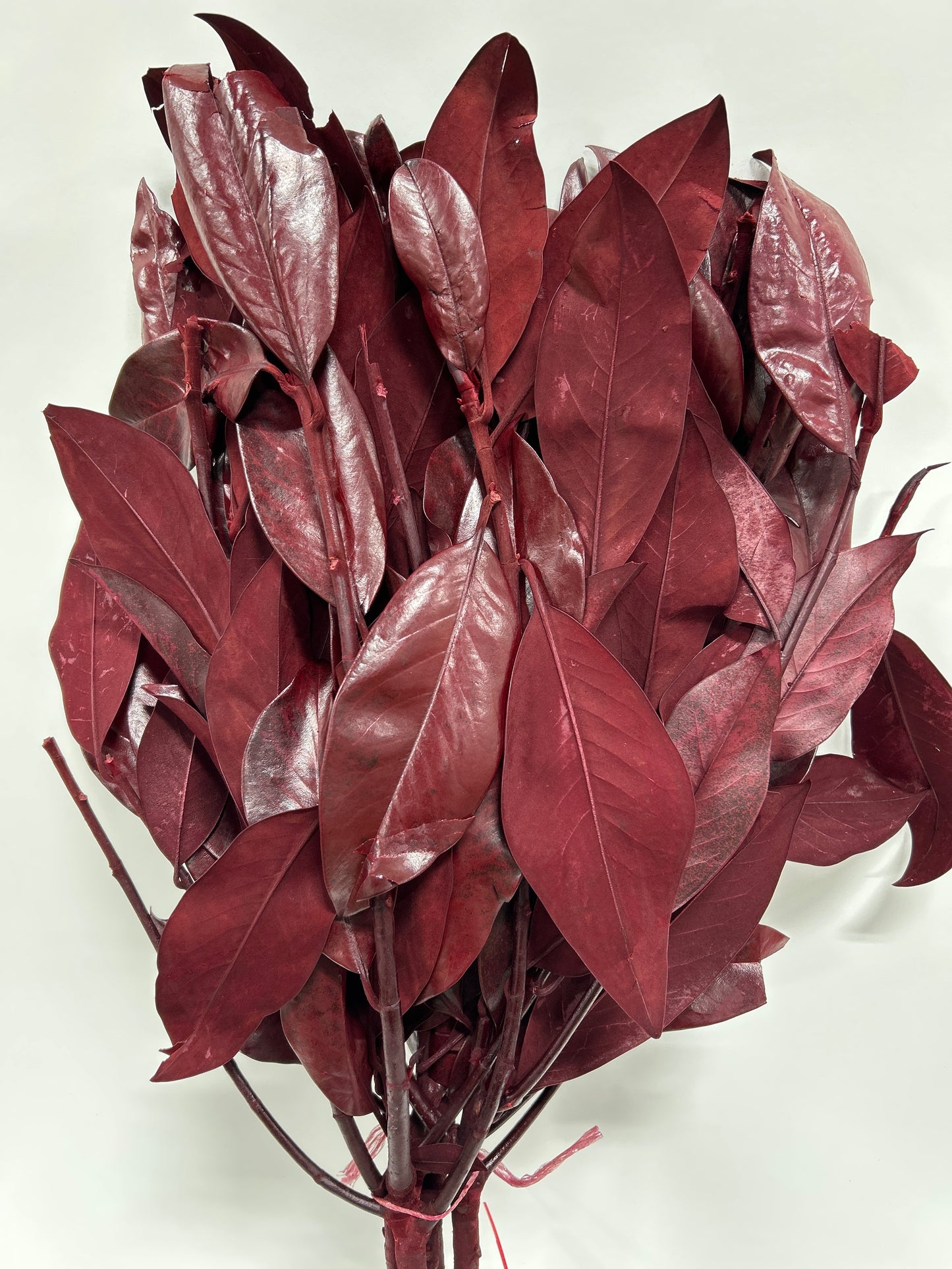 Magnolia Leaves BULK