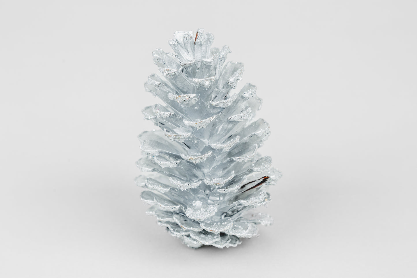 Loblolly Cones (3-4"), 100 Pcs