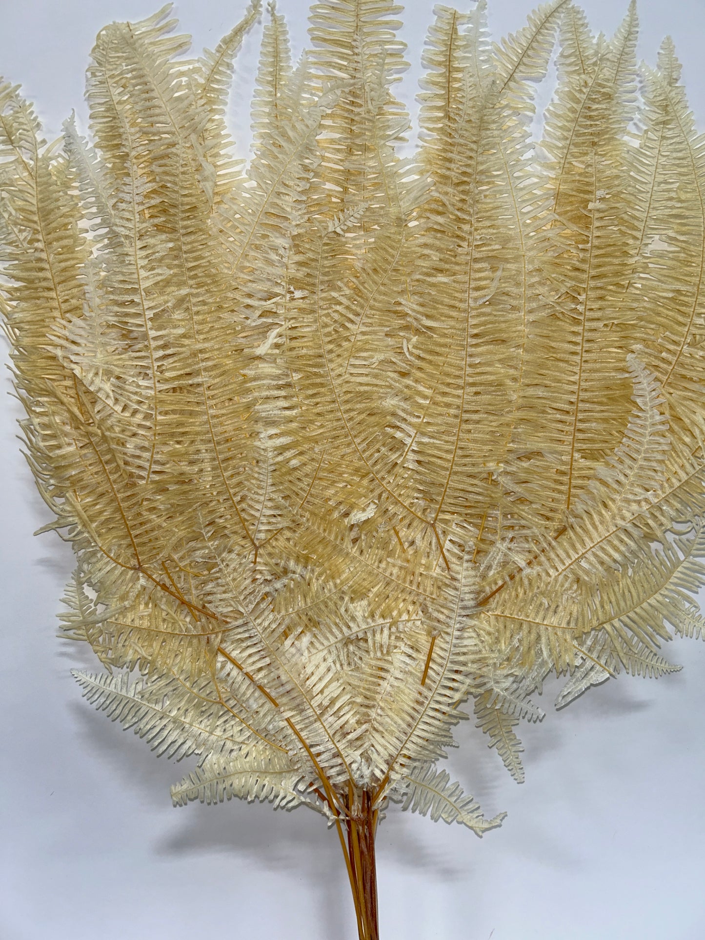 White Fern Leaves, 8" Stem