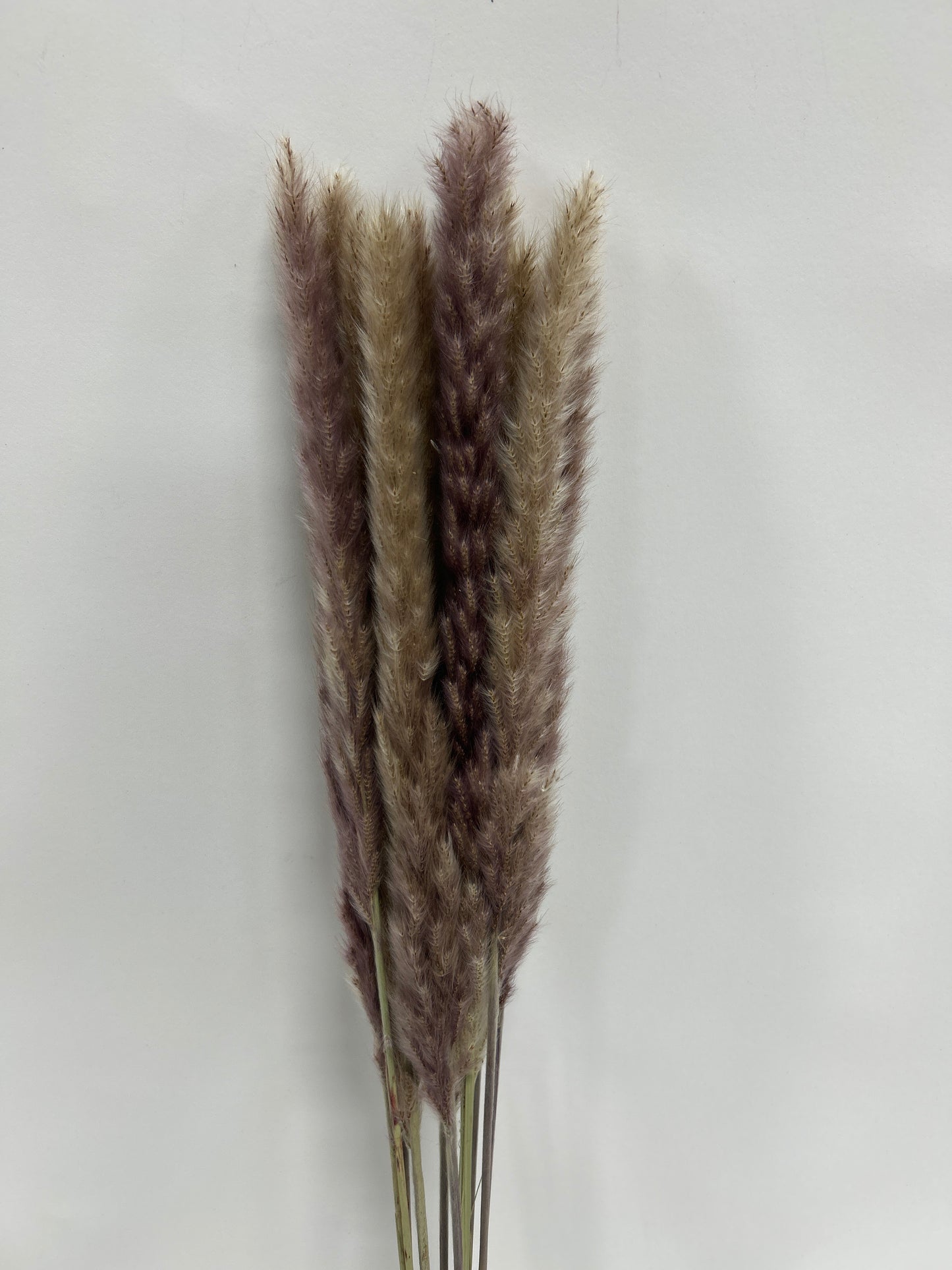 Small Pampas Stick