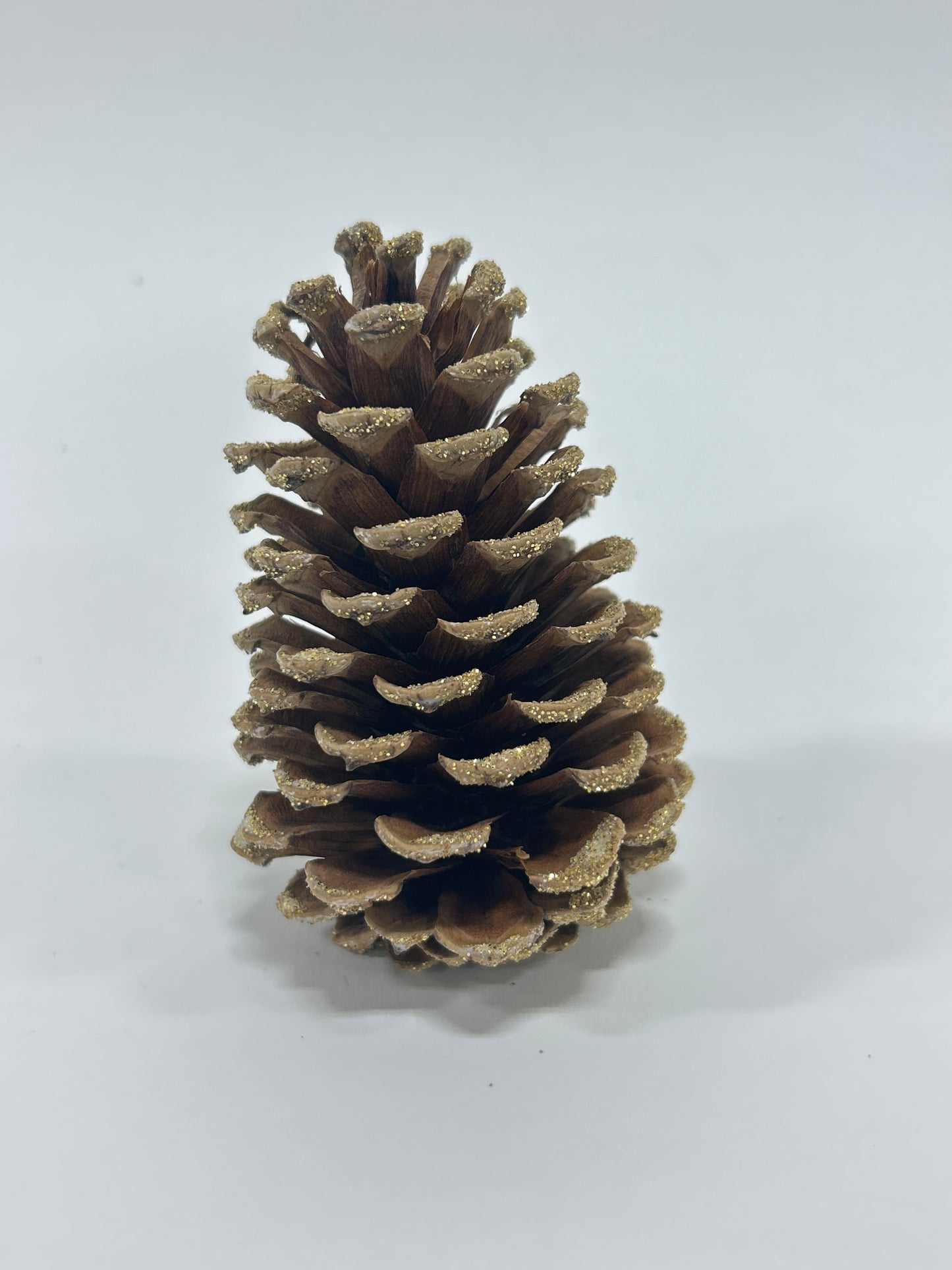 Loblolly Cones (3-4"), 100 Pcs