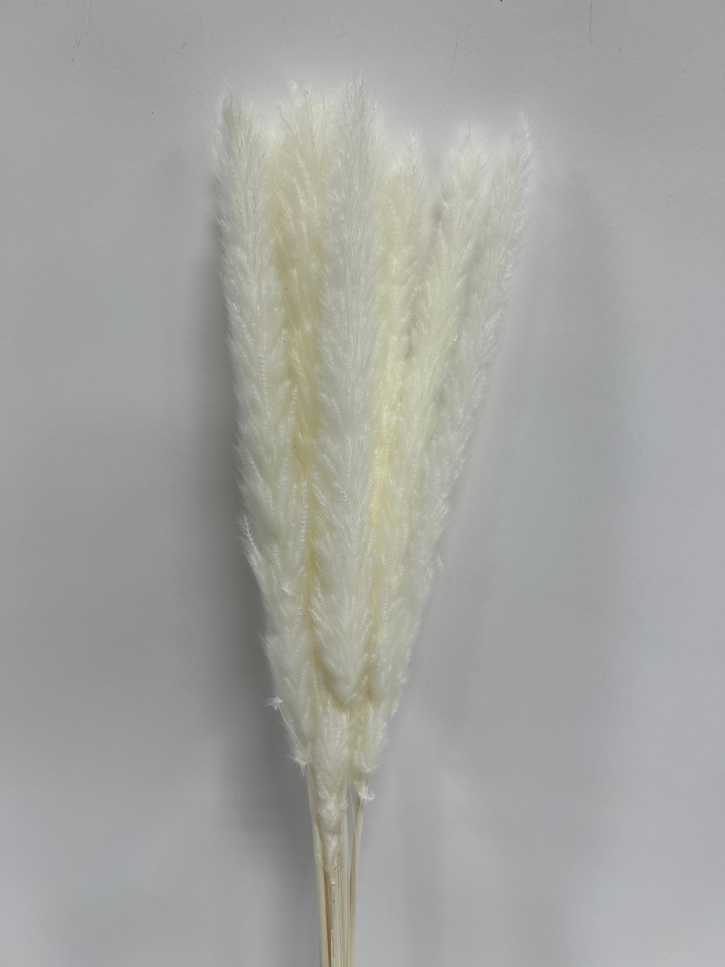 Small Pampas Stick