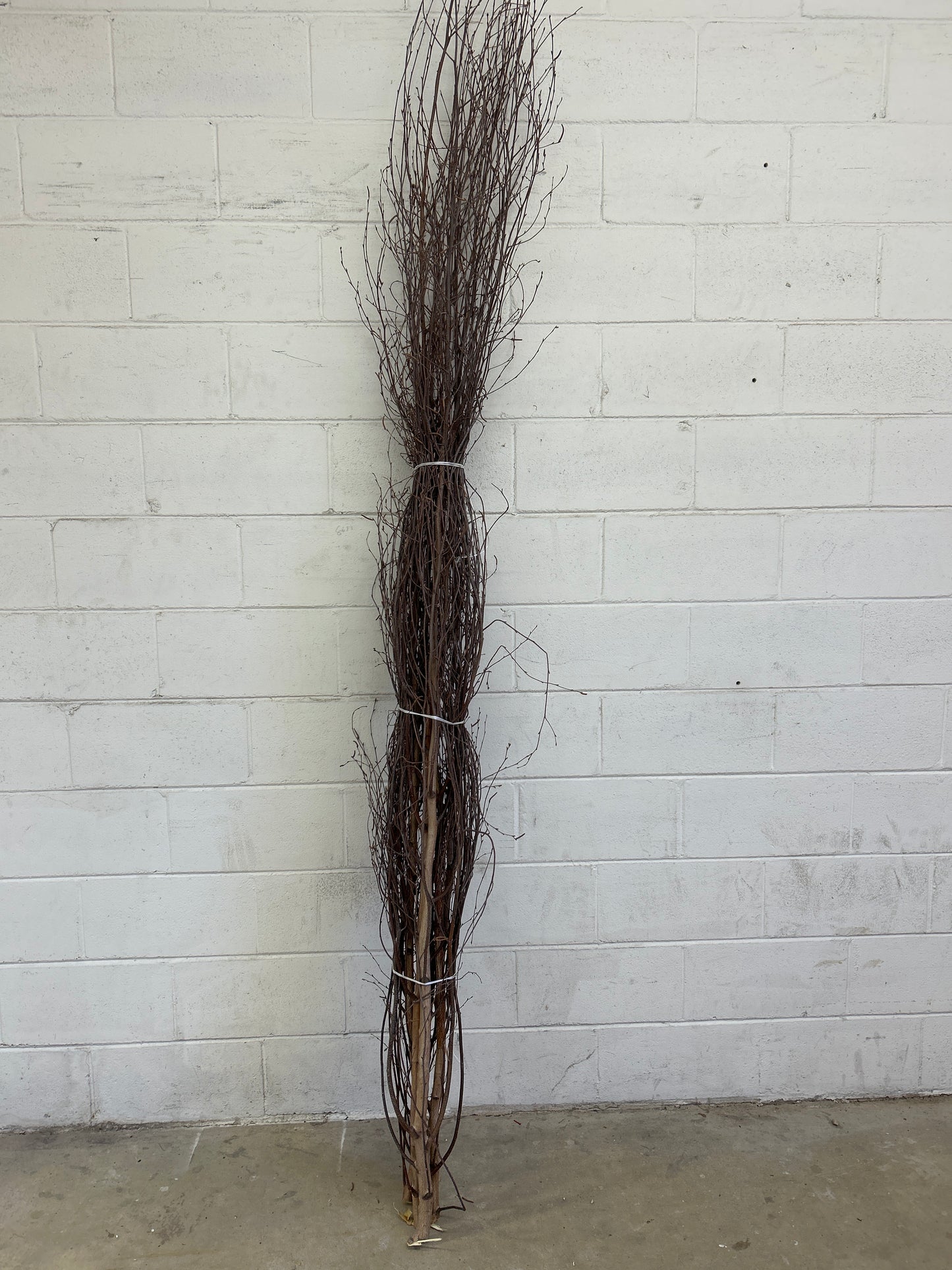 6-8 ft Natural Birch Branches 6/bundle