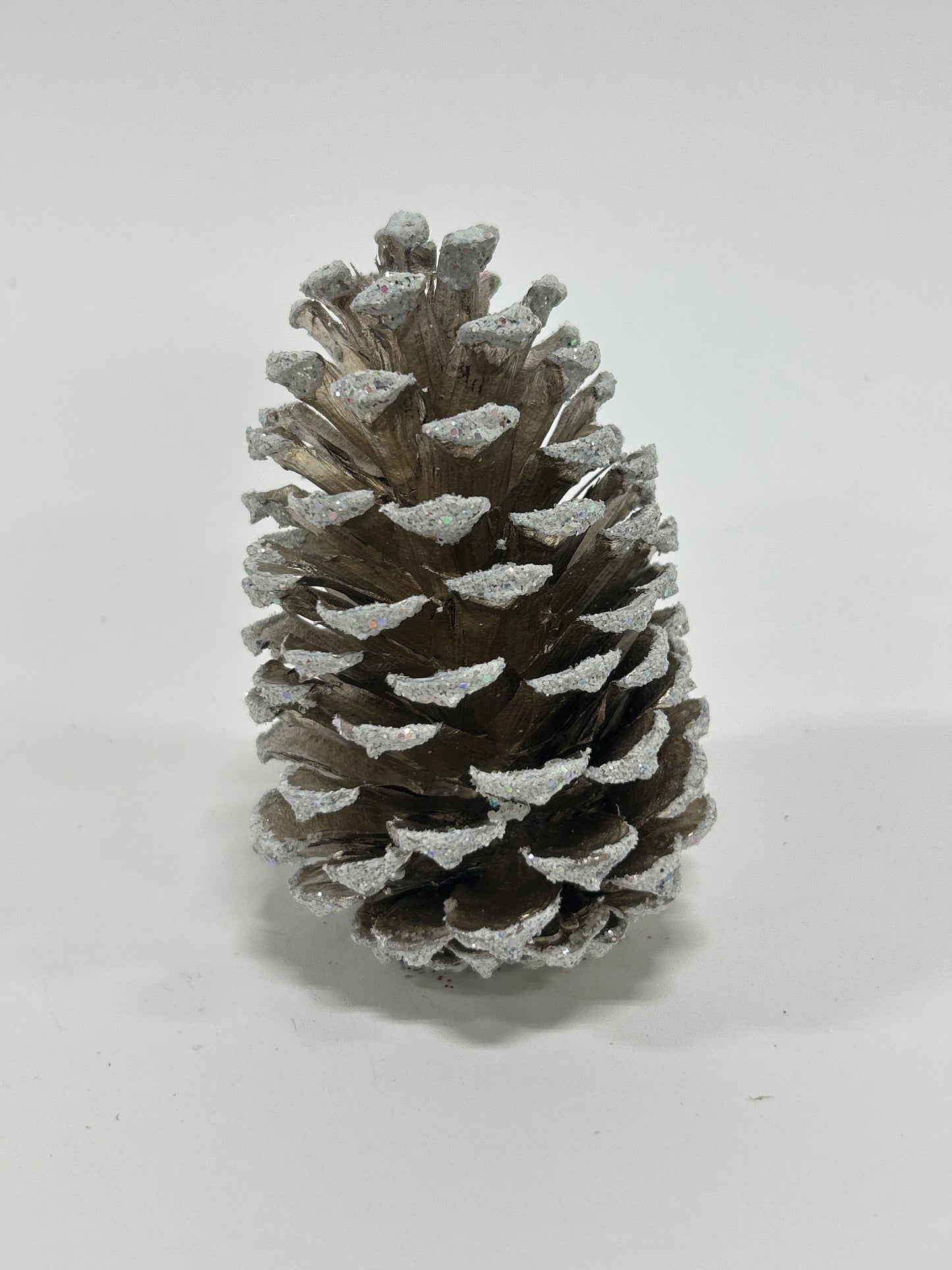 Loblolly Cones (3-4"), 100 Pcs