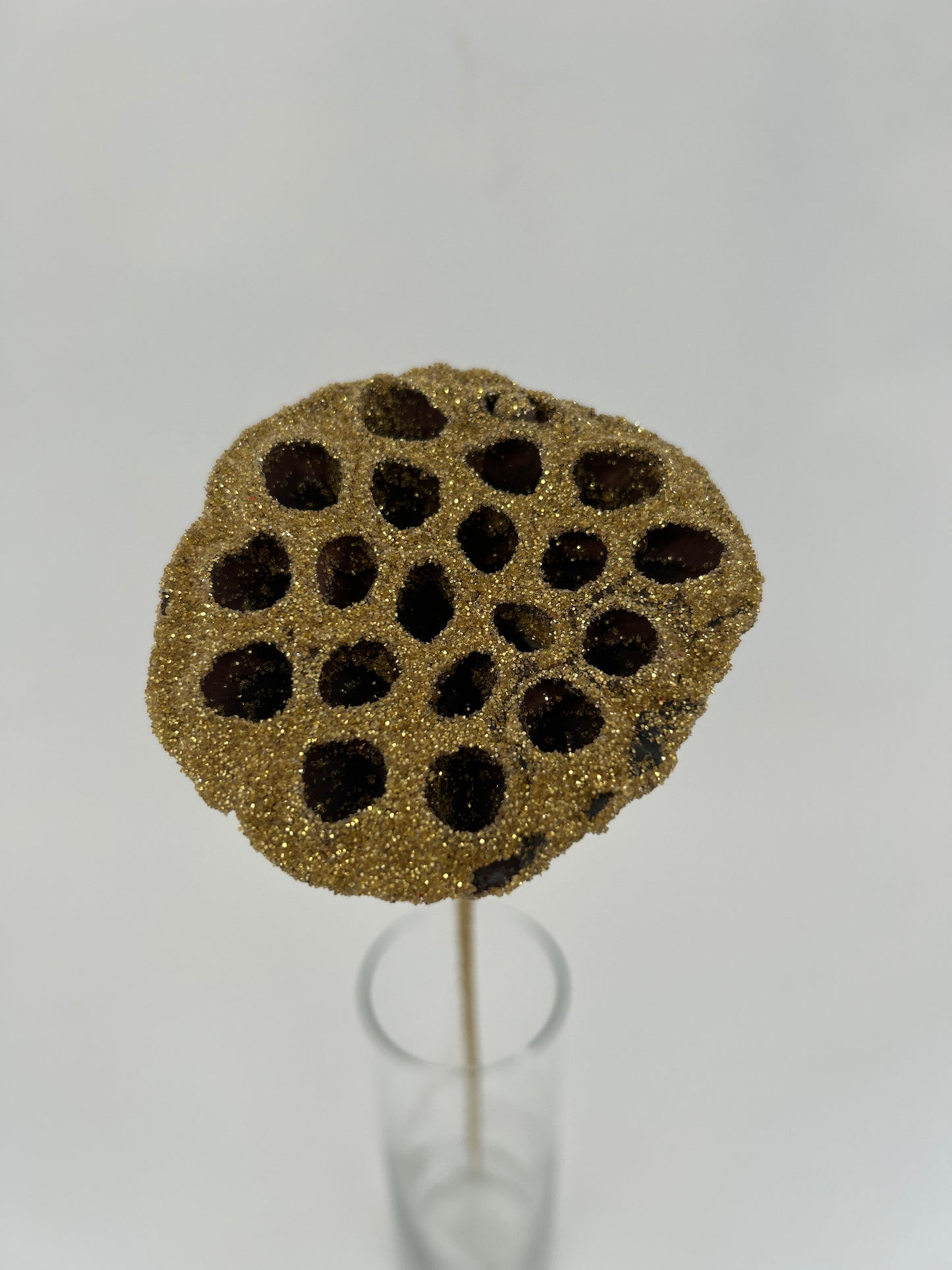 Lotus Pods 3-4" On a Pick