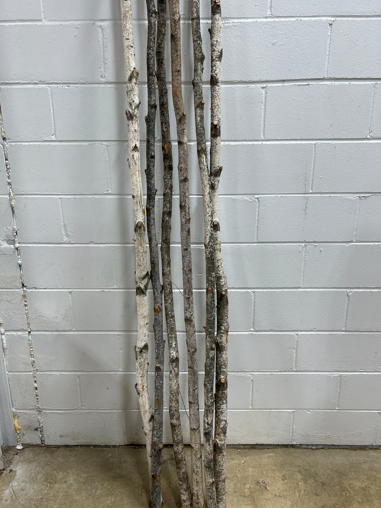 Birch Poles
