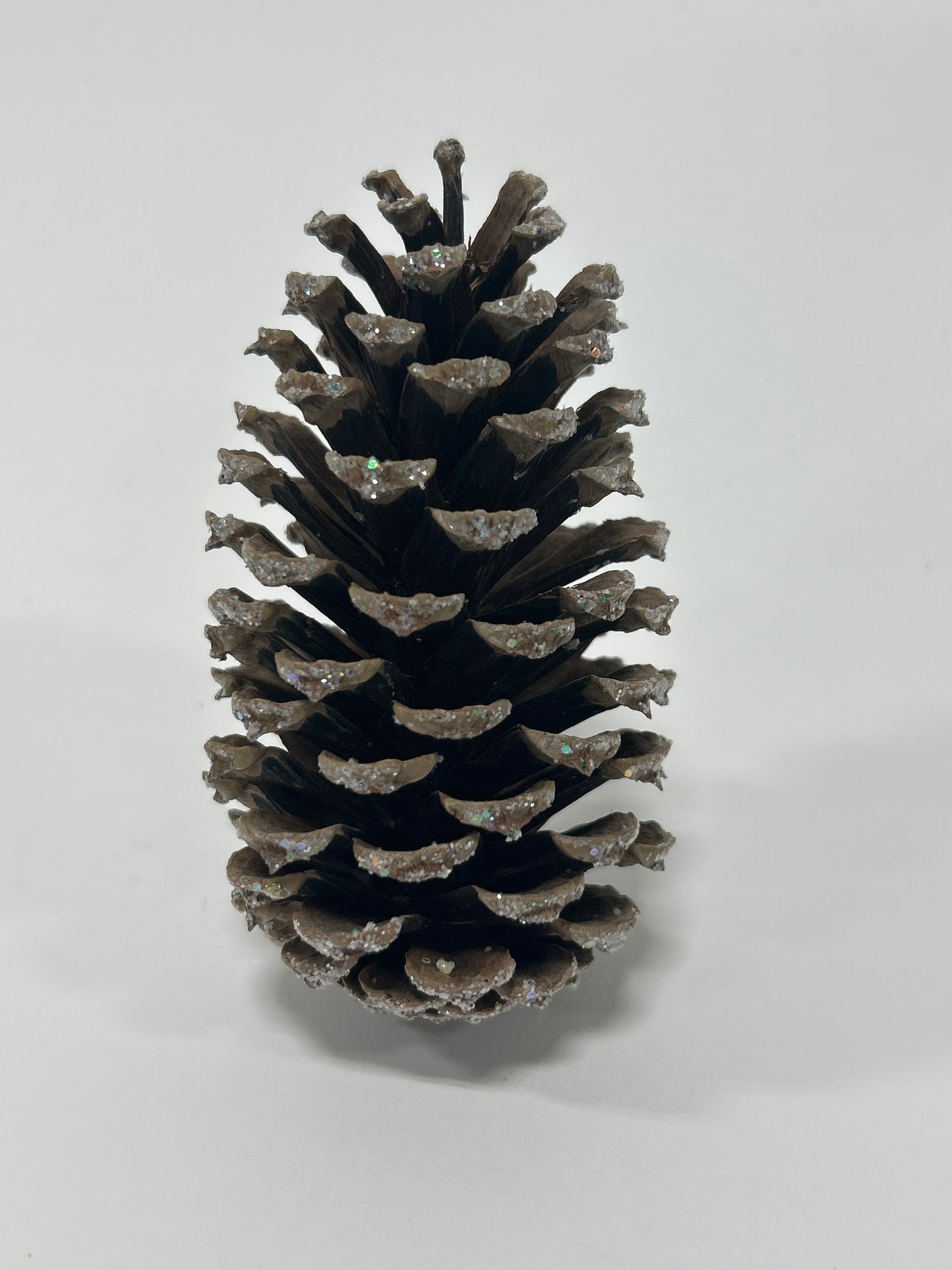 Loblolly Cones (3-4"), 100 Pcs