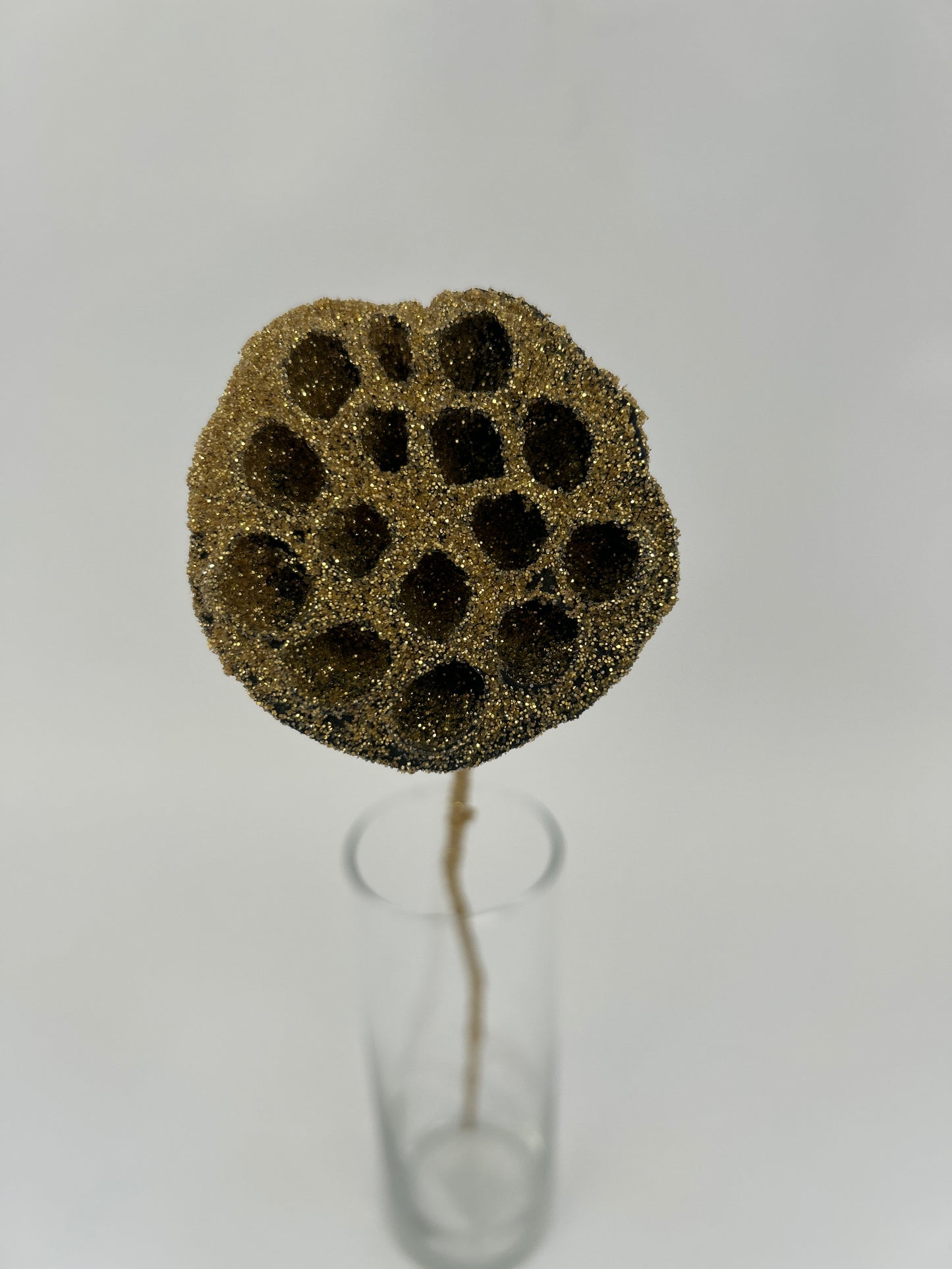 Lotus Pods 3-4" On a Pick