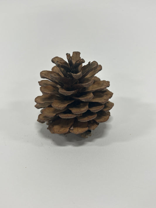 Austriaca Cones (2-3"), 5 Bags x 100 Pcs Case