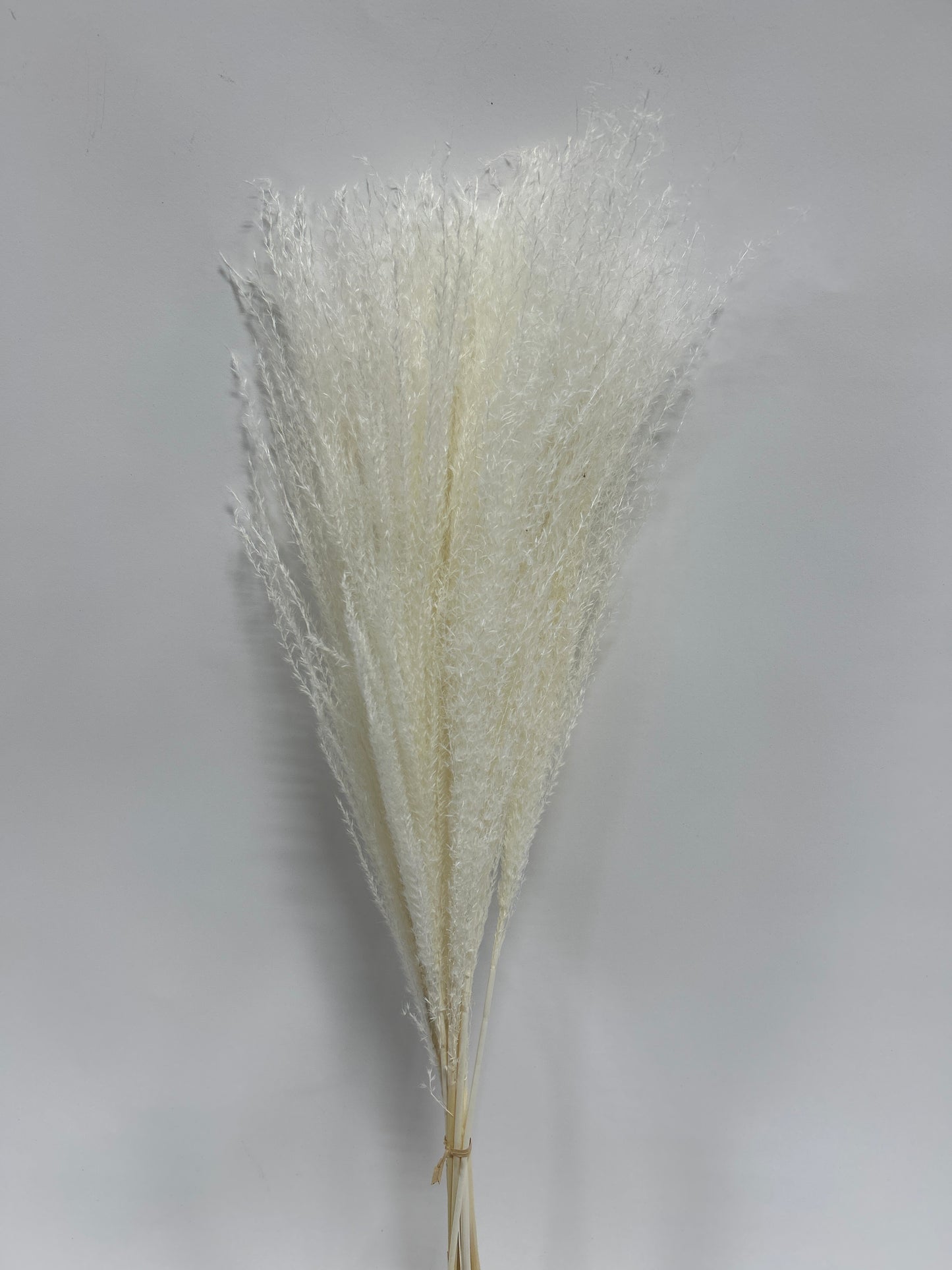 Whisk Flower
