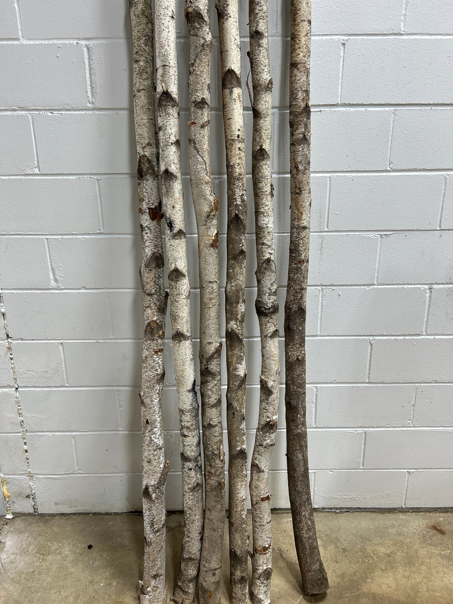 Birch Poles