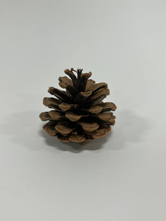Jersey Cones (1-2"), 100 pcs - 6" Wood Pick