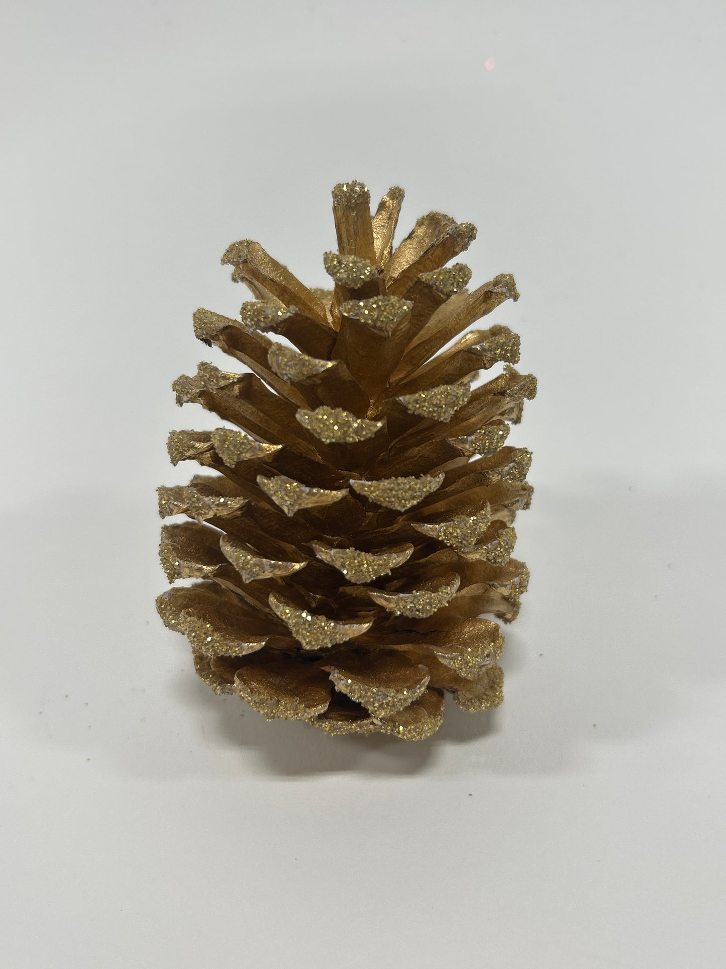 Loblolly Cones (3-4"), 100 Pcs