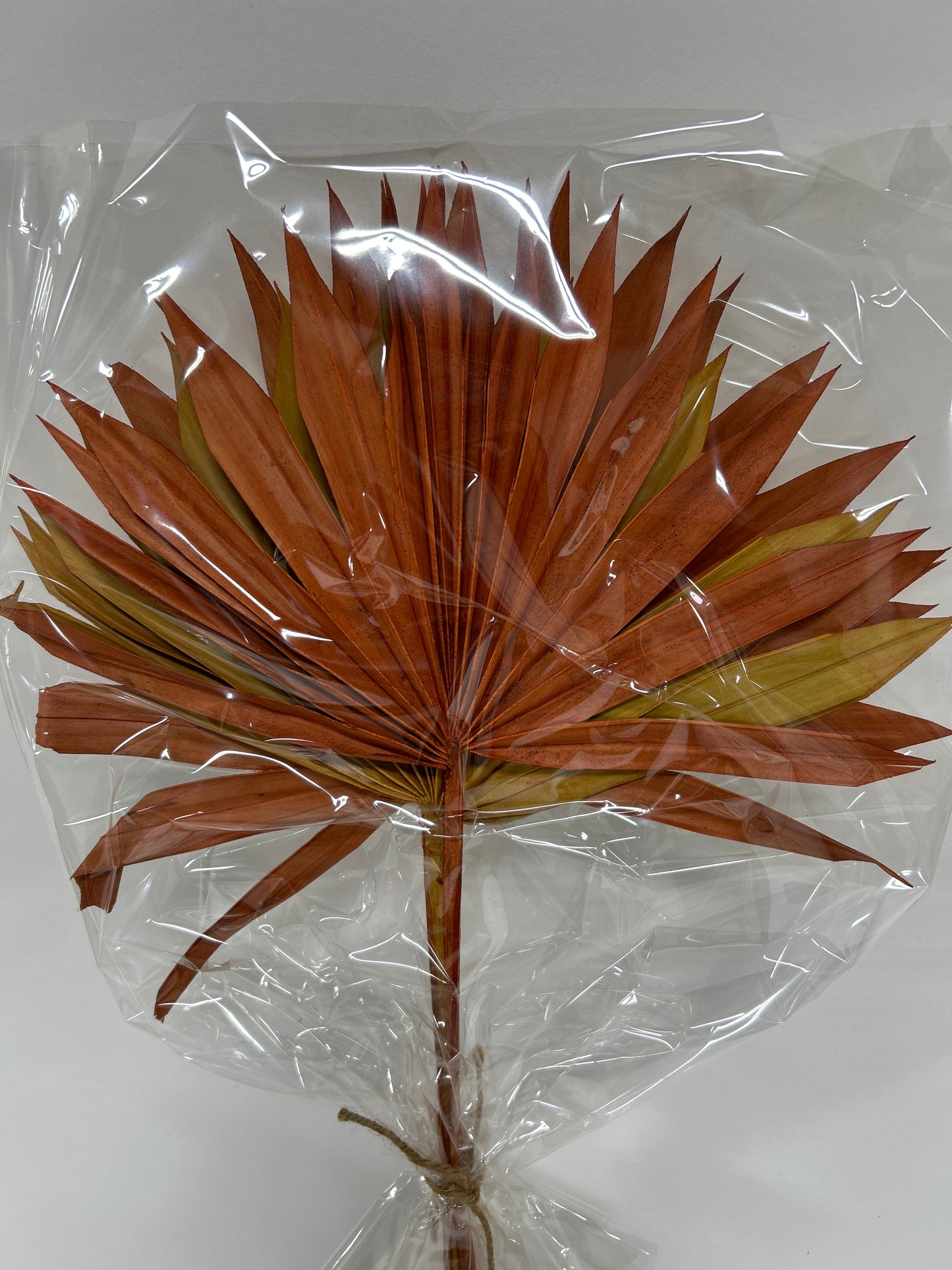 Palm Sun Cut