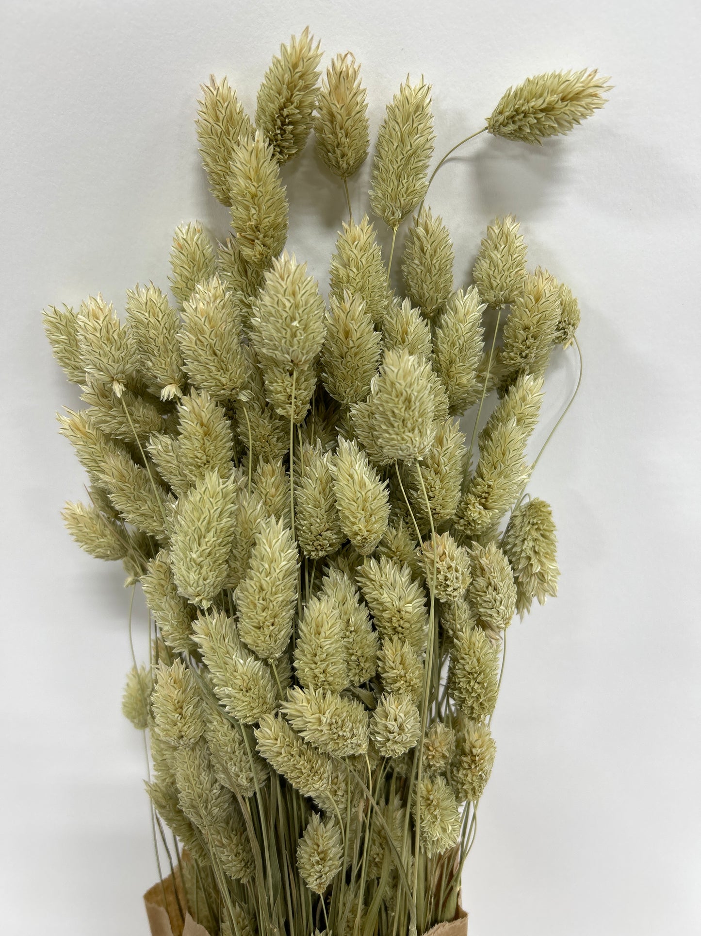 Phalaris Natural Green 20bu