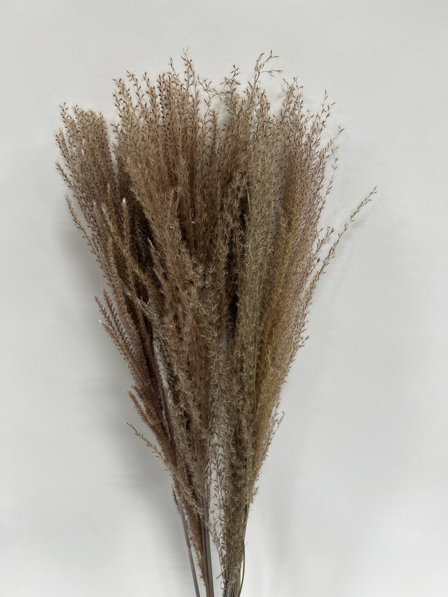 Whisk Flower