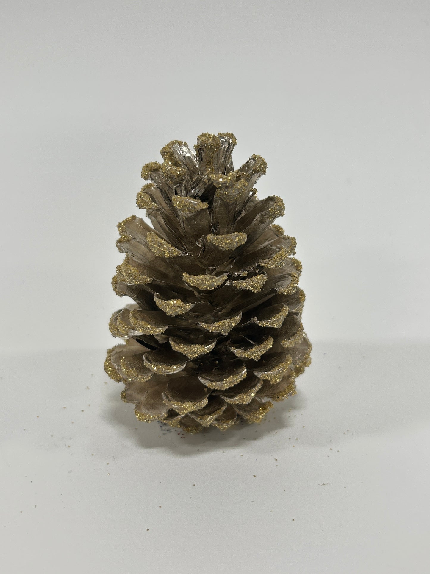 Loblolly Cones (3-4"), 100 Pcs