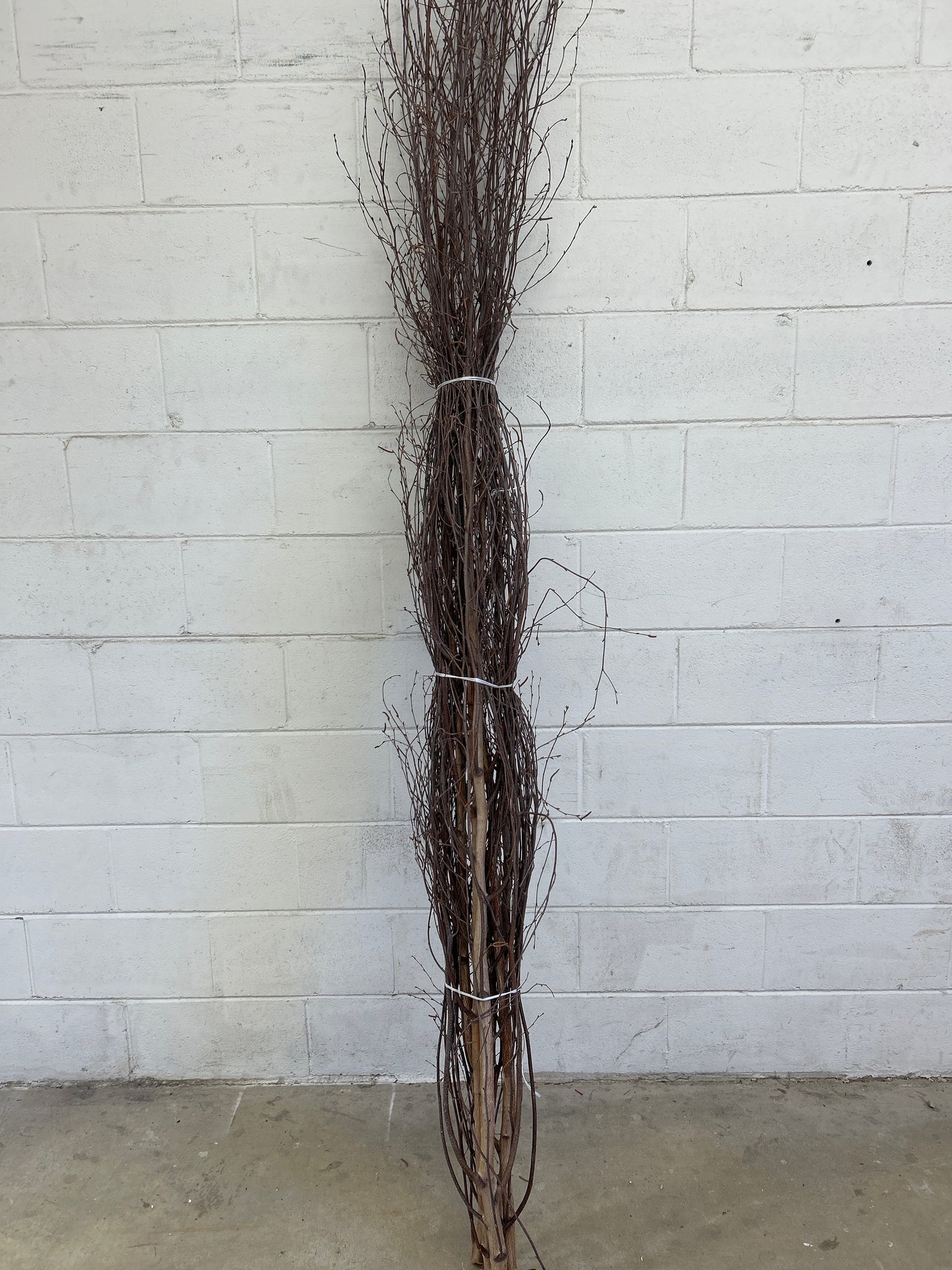 6-8' Birch Trees 6/bu