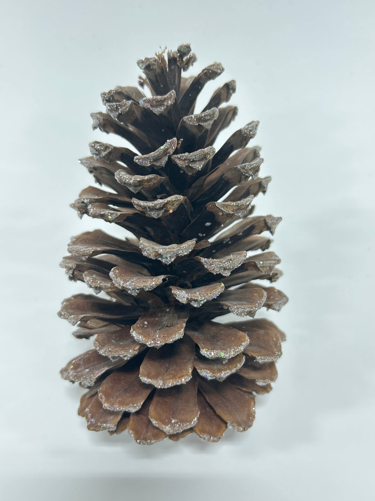 Long Leaf Cones (6-8"), 100 Pcs