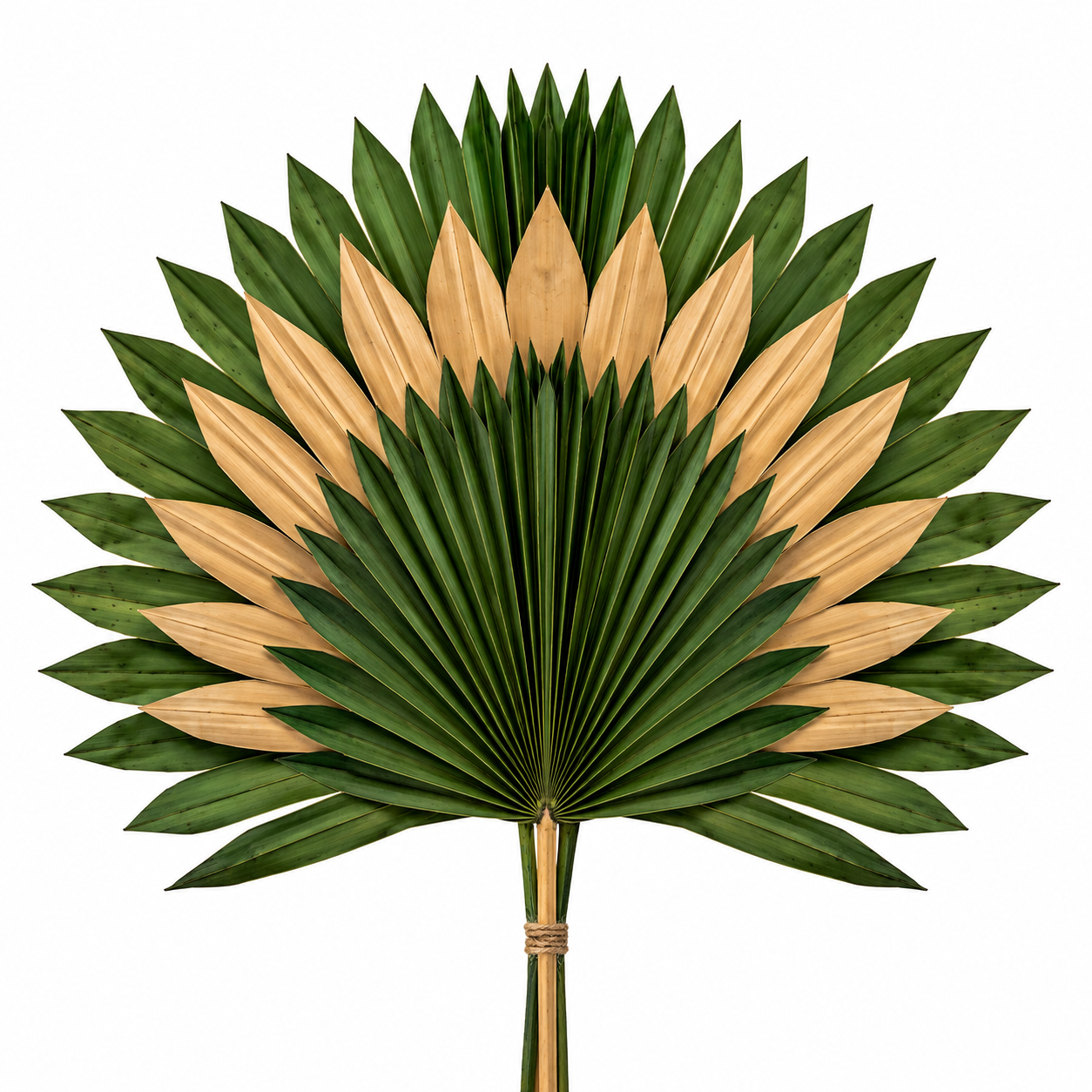 Dried Sun Palm - 3pc Bunch