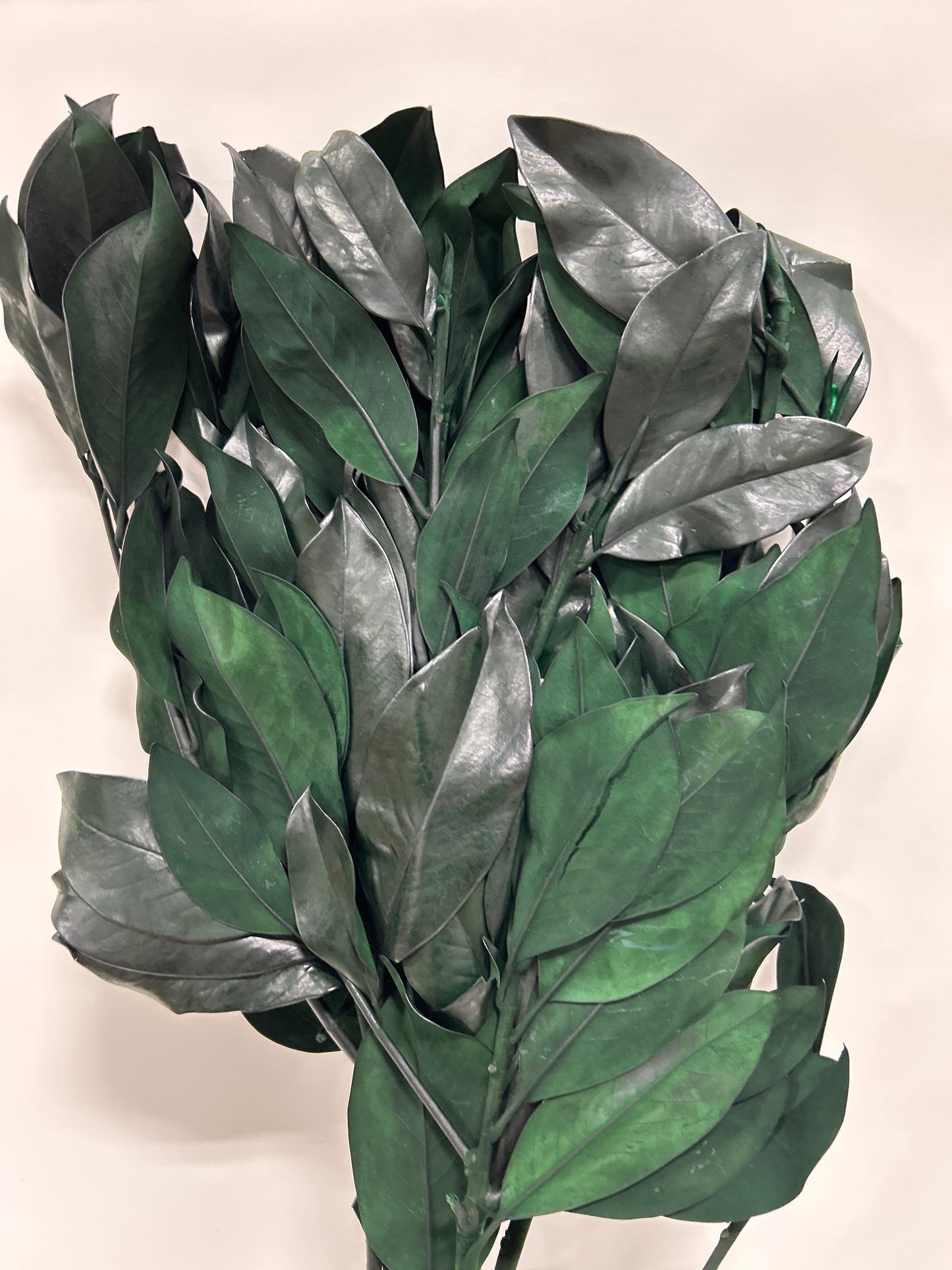 Magnolia Leaves BULK