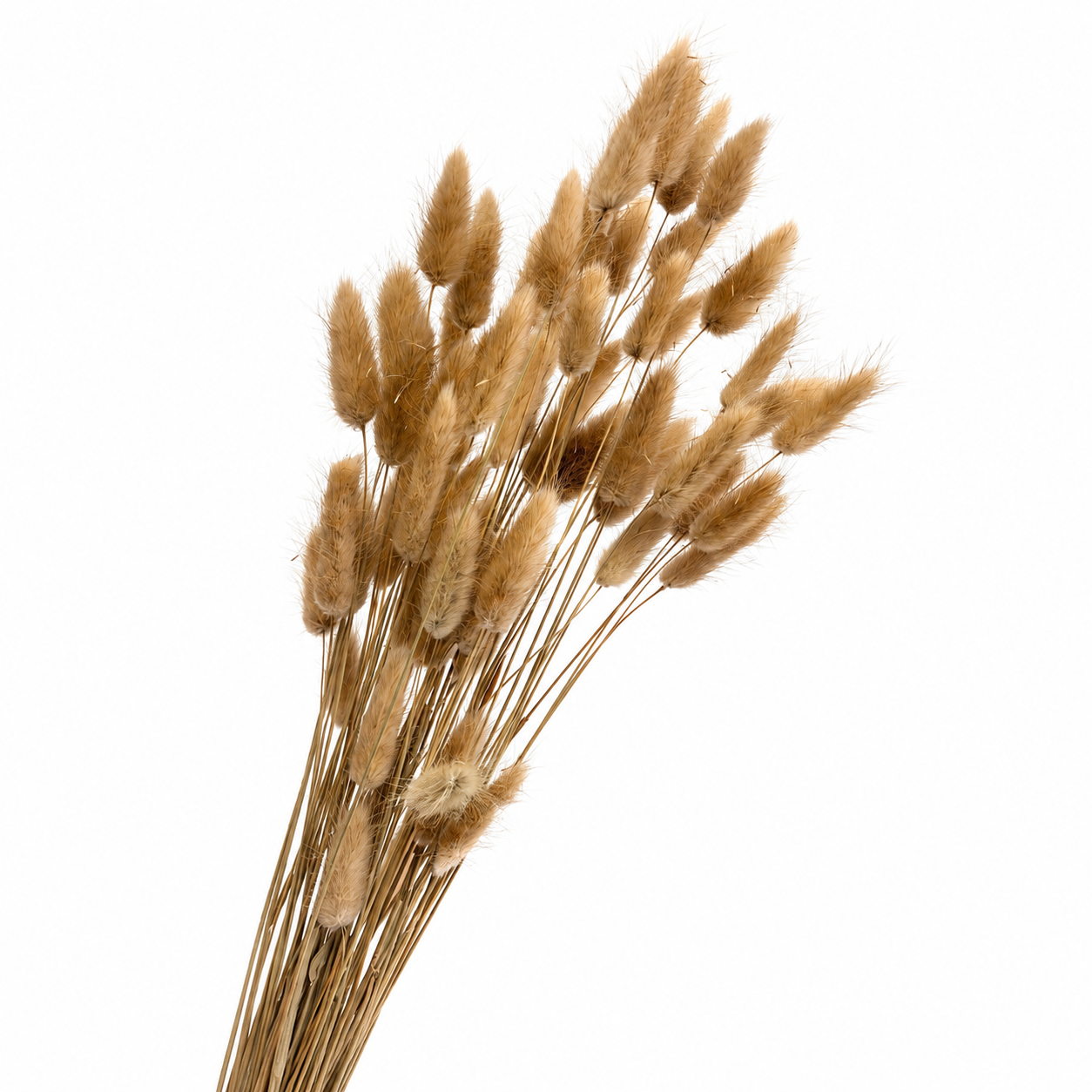 Natural Dried Bunny Tails, Bunch of 30 stems