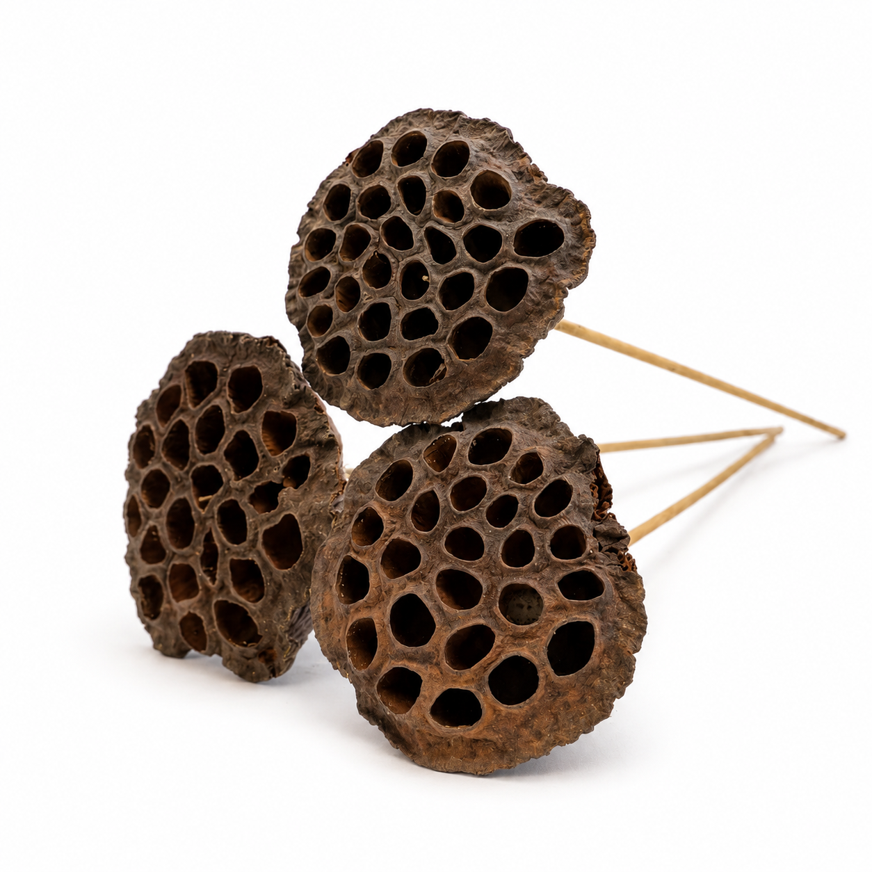 Natural Lotus Pod Heads - 15" Stem