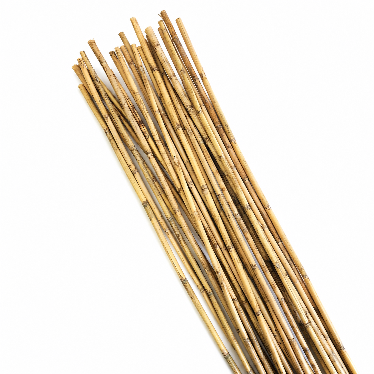 7' Natural River Cane - 25pc Bunch (In store Pick-Up only)