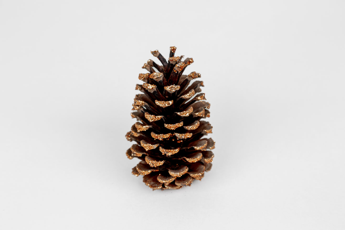 Loblolly Cones (3-4"), 100 Pcs