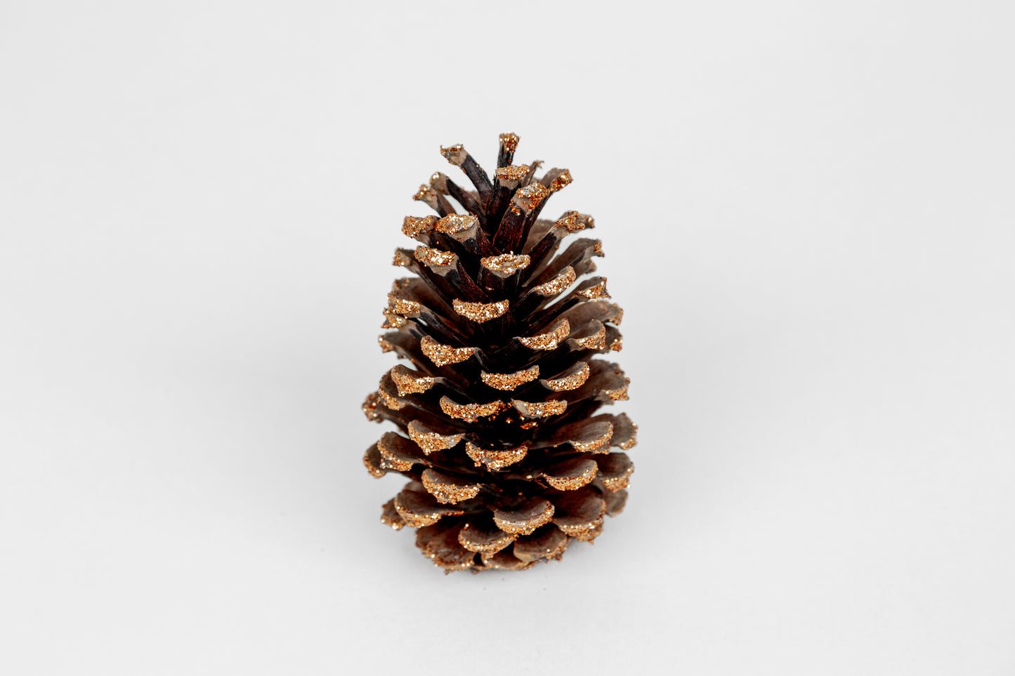Loblolly Cones (3-4"), 100 Pcs