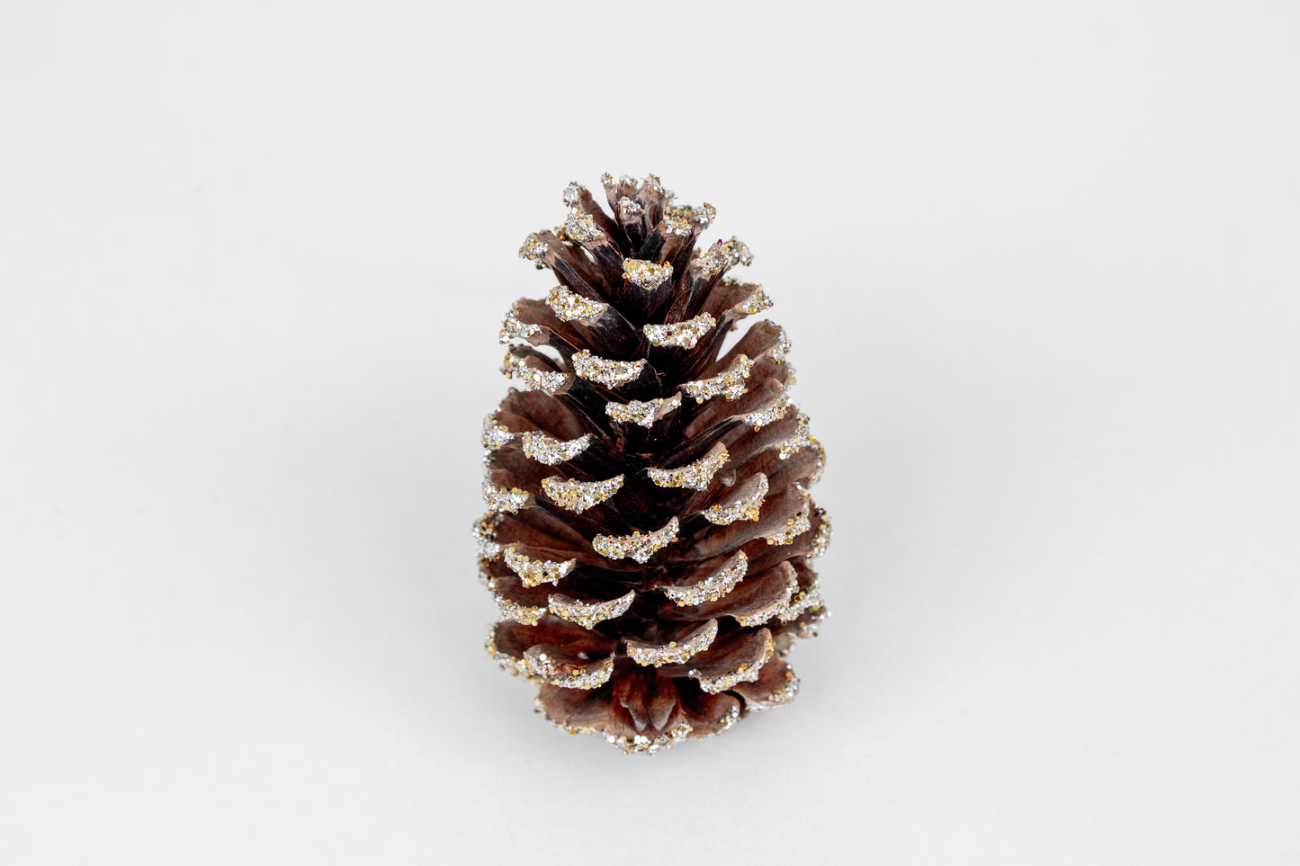 Loblolly Cones (3-4"), 100 Pcs