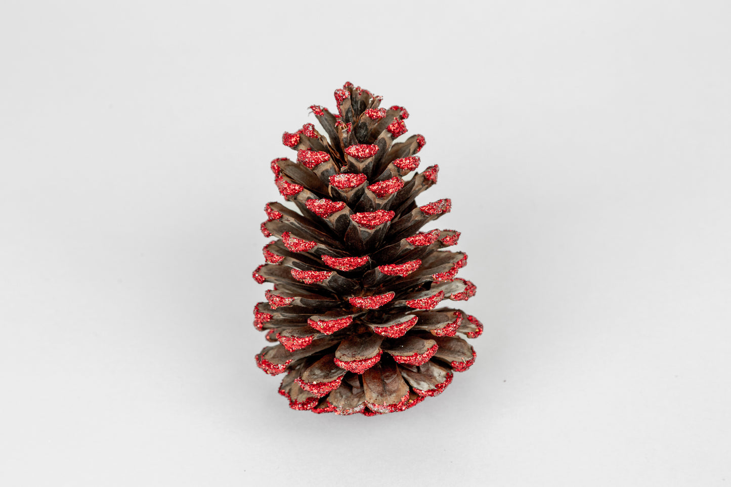 Loblolly Cones (3-4"), 100 Pcs