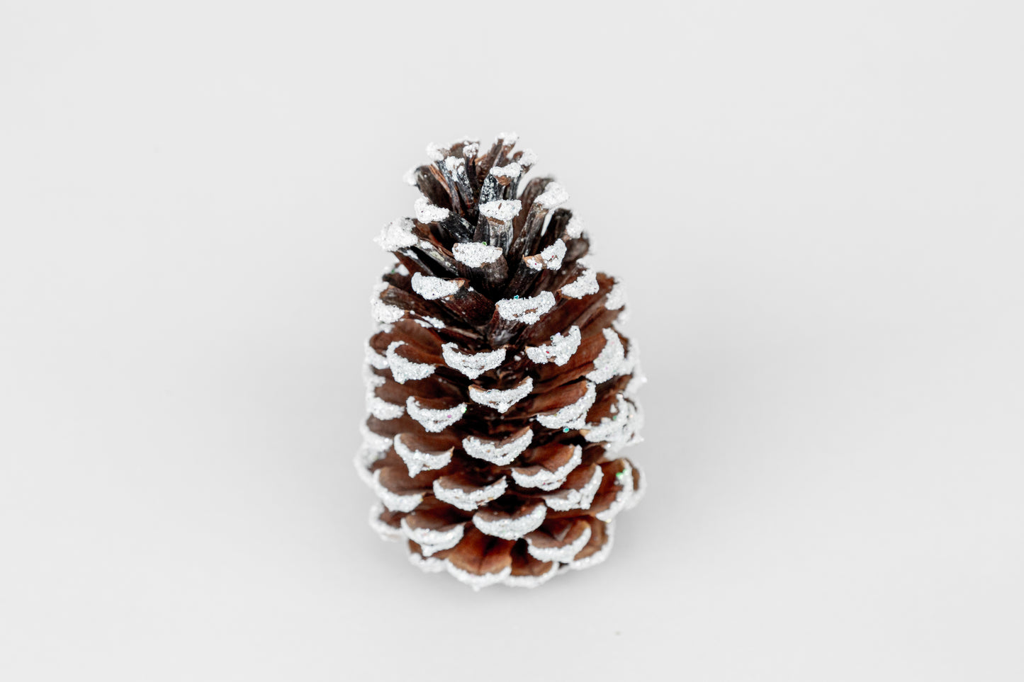 Loblolly Cones (3-4"), 100 Pcs