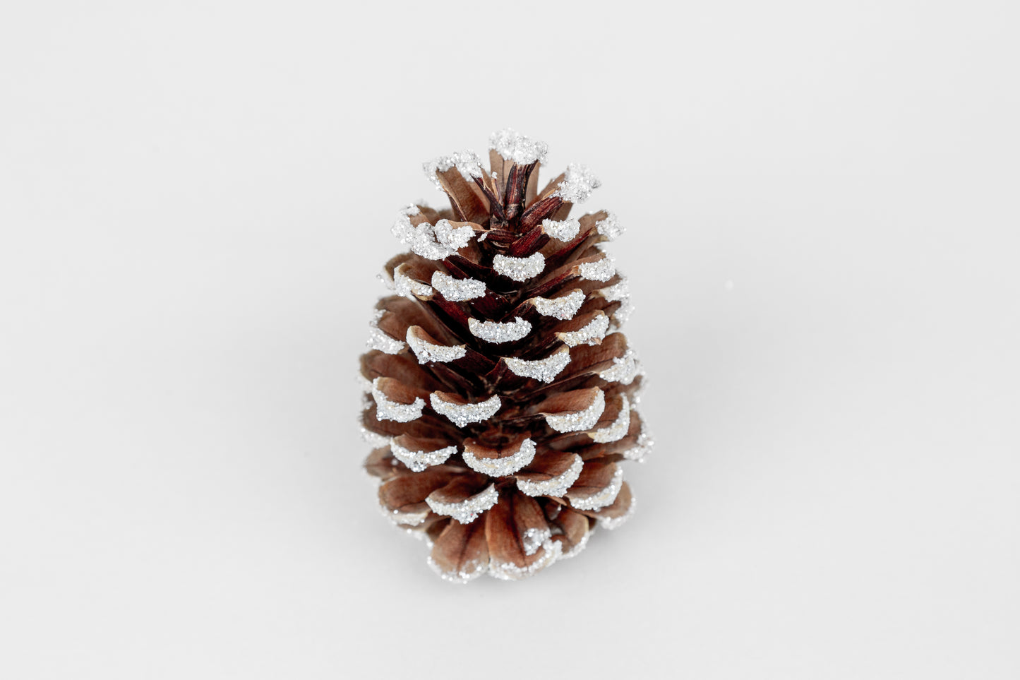 Loblolly Cones (3-4"), 100 Pcs