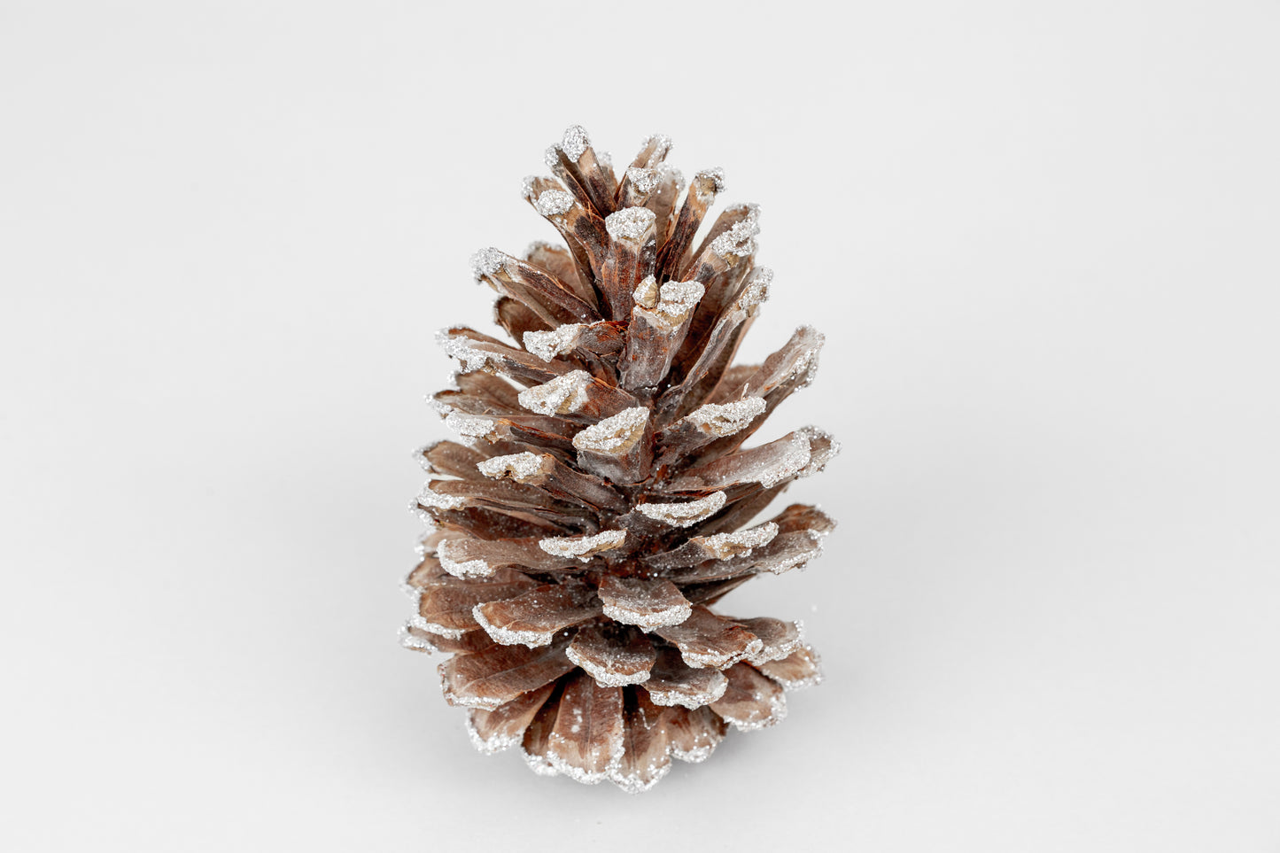 Long Leaf Cones (6-8"), 100 Pcs