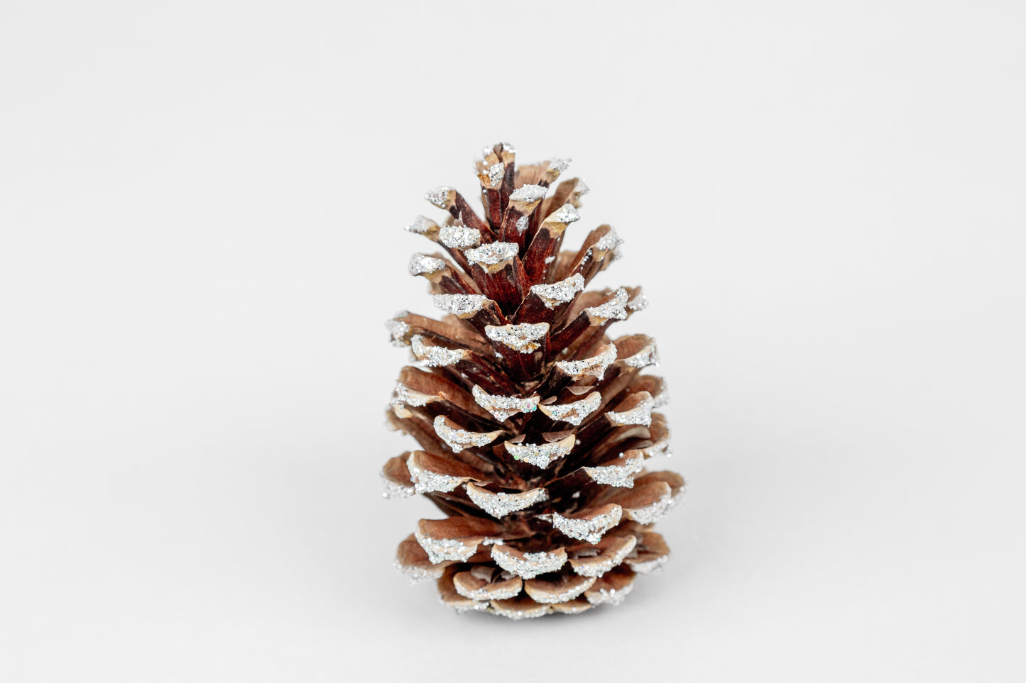 Loblolly Cones (3-4"), 100 Pcs