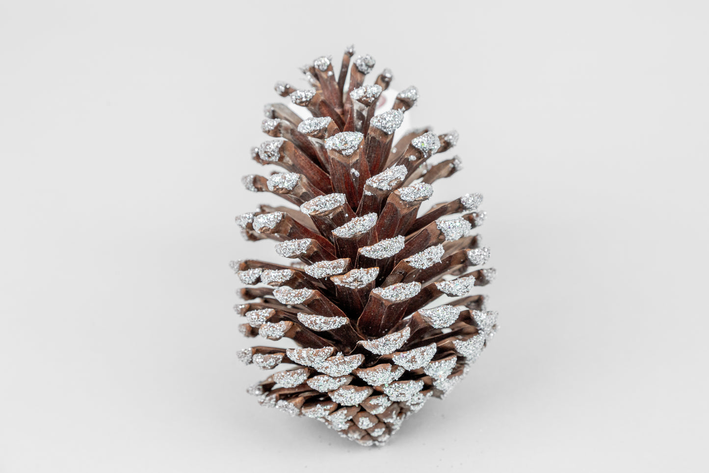Long Leaf Cones (6-8"), 100 Pcs